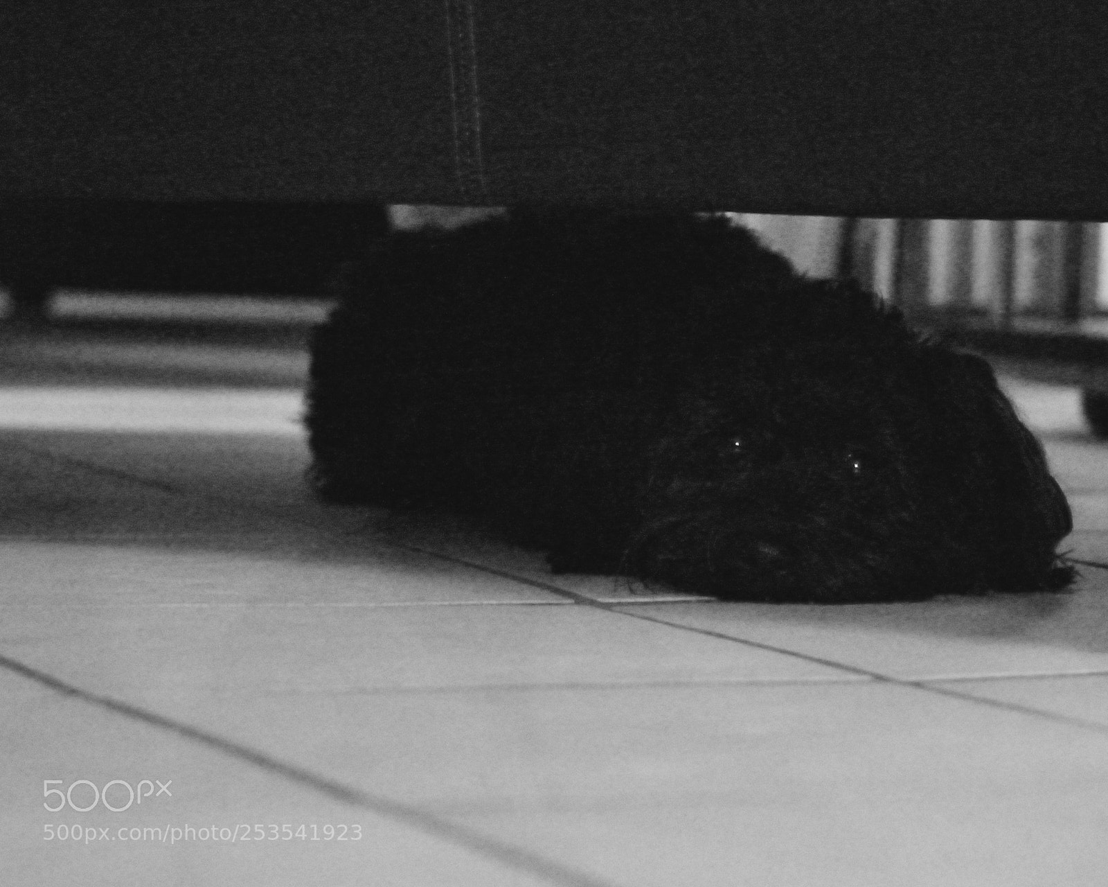 Nikon D3100 sample photo. Day of the dog photography