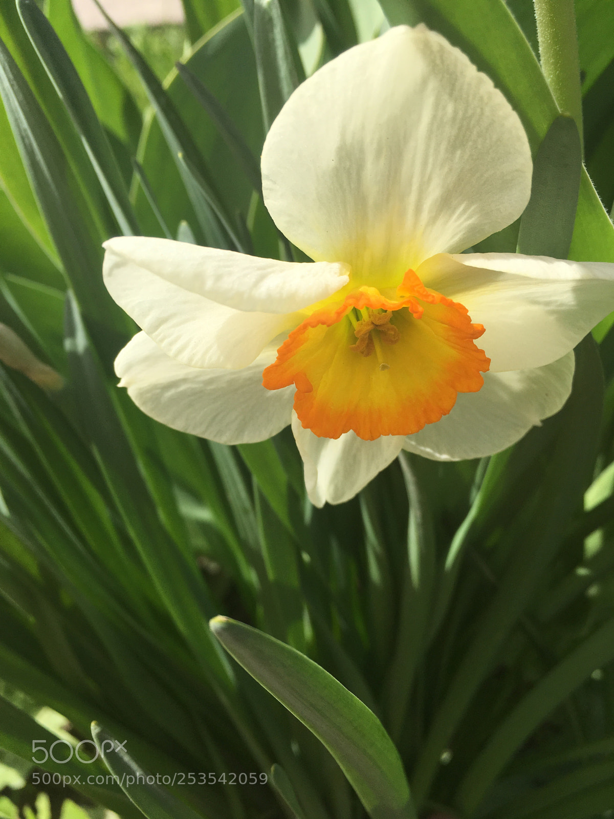 Apple iPhone SE sample photo. Sunny day 1 photography