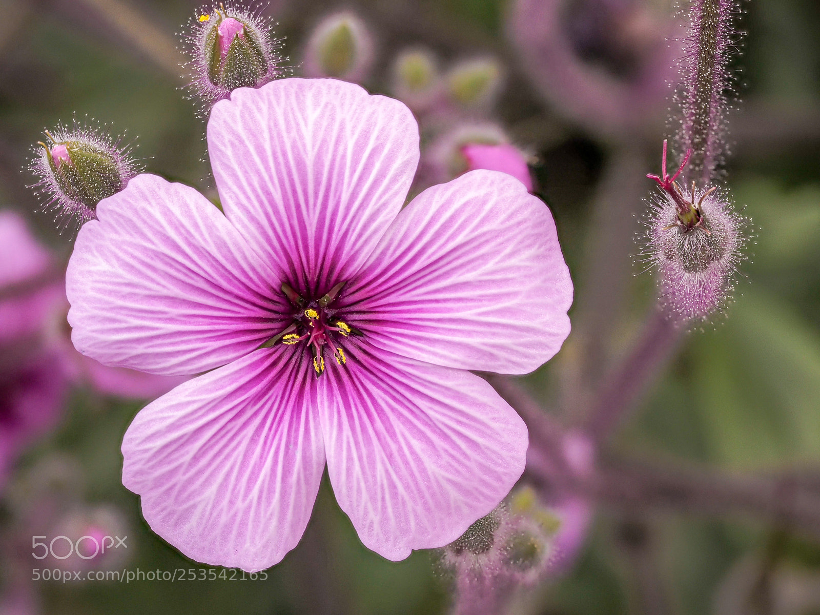 Olympus OM-D E-M1 sample photo. Flower photography