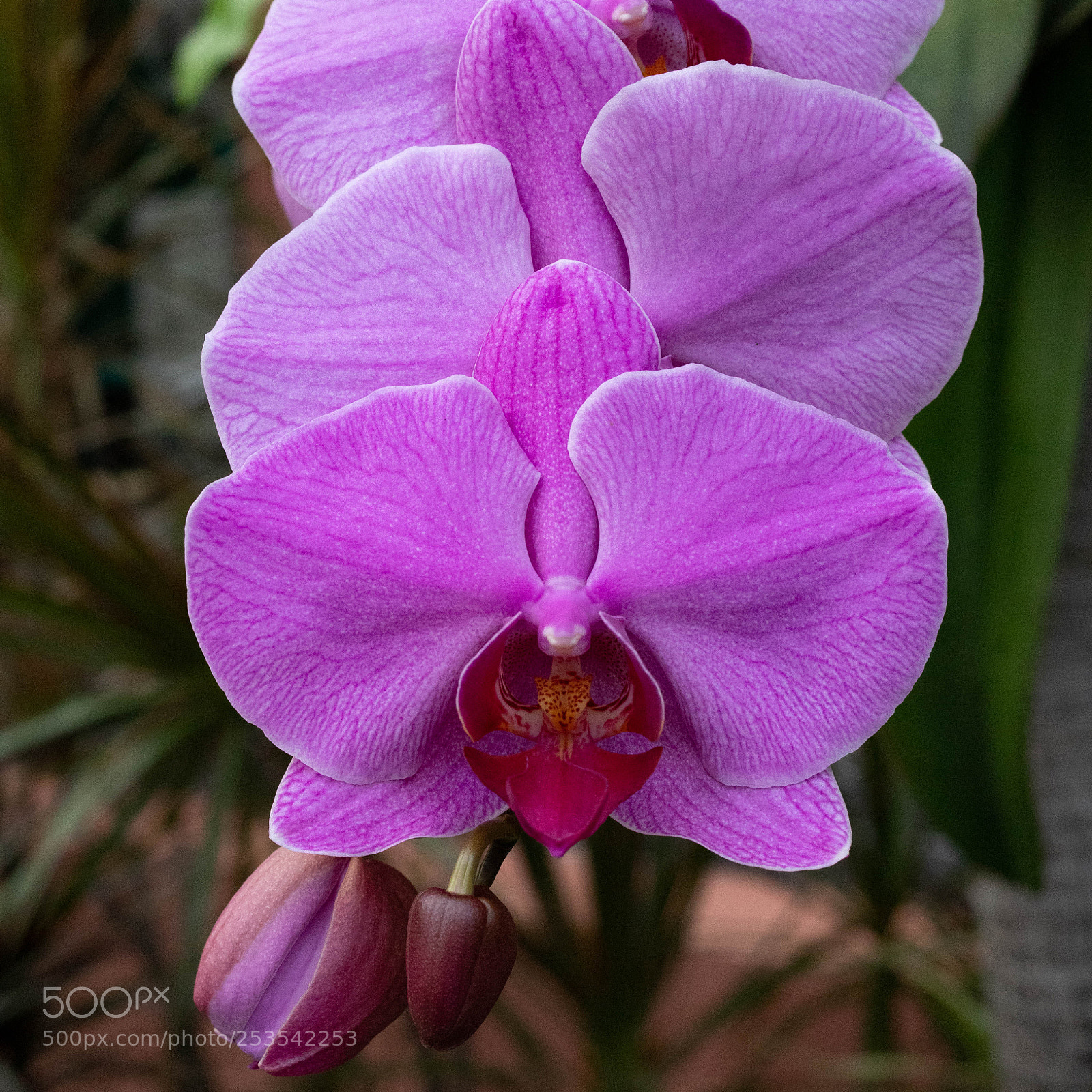 Canon EOS 6D Mark II sample photo. In bloom 12 photography