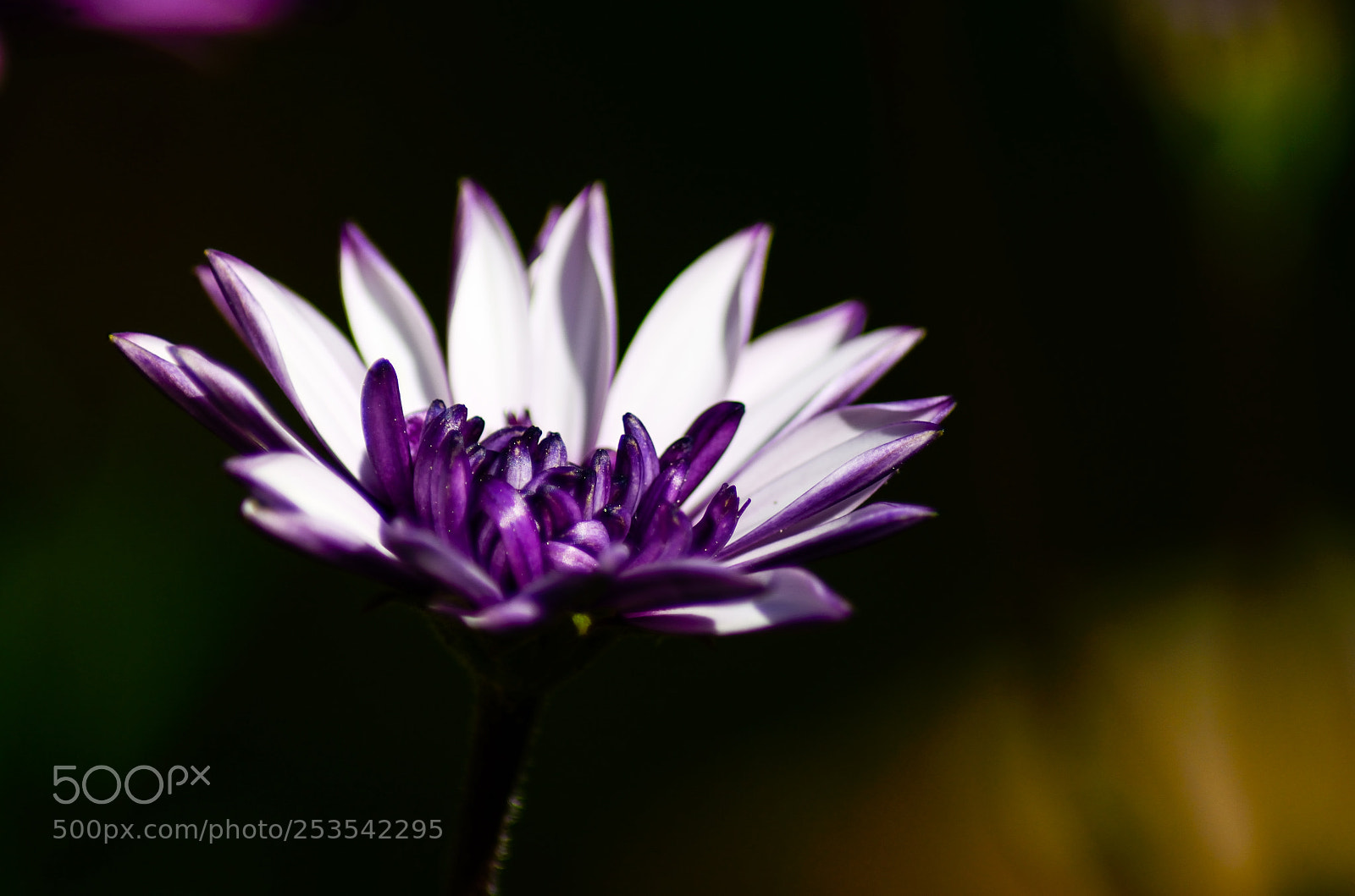 Nikon D5100 sample photo. Flower photography