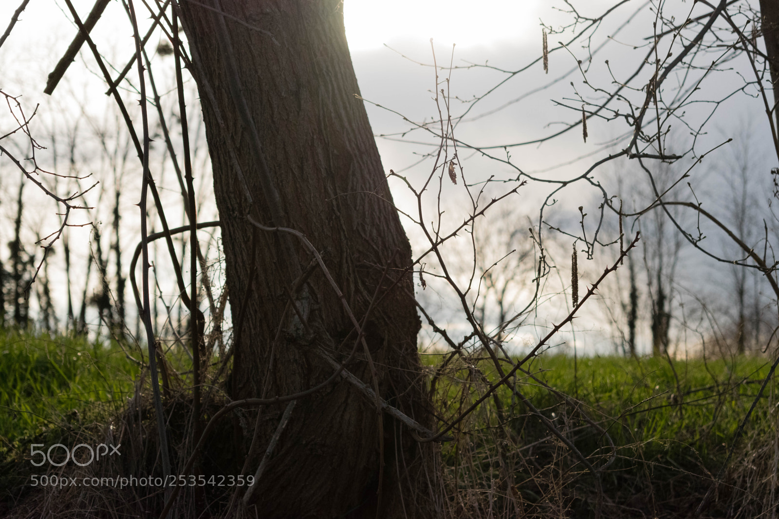 Nikon D5300 sample photo. Tree & sun photography