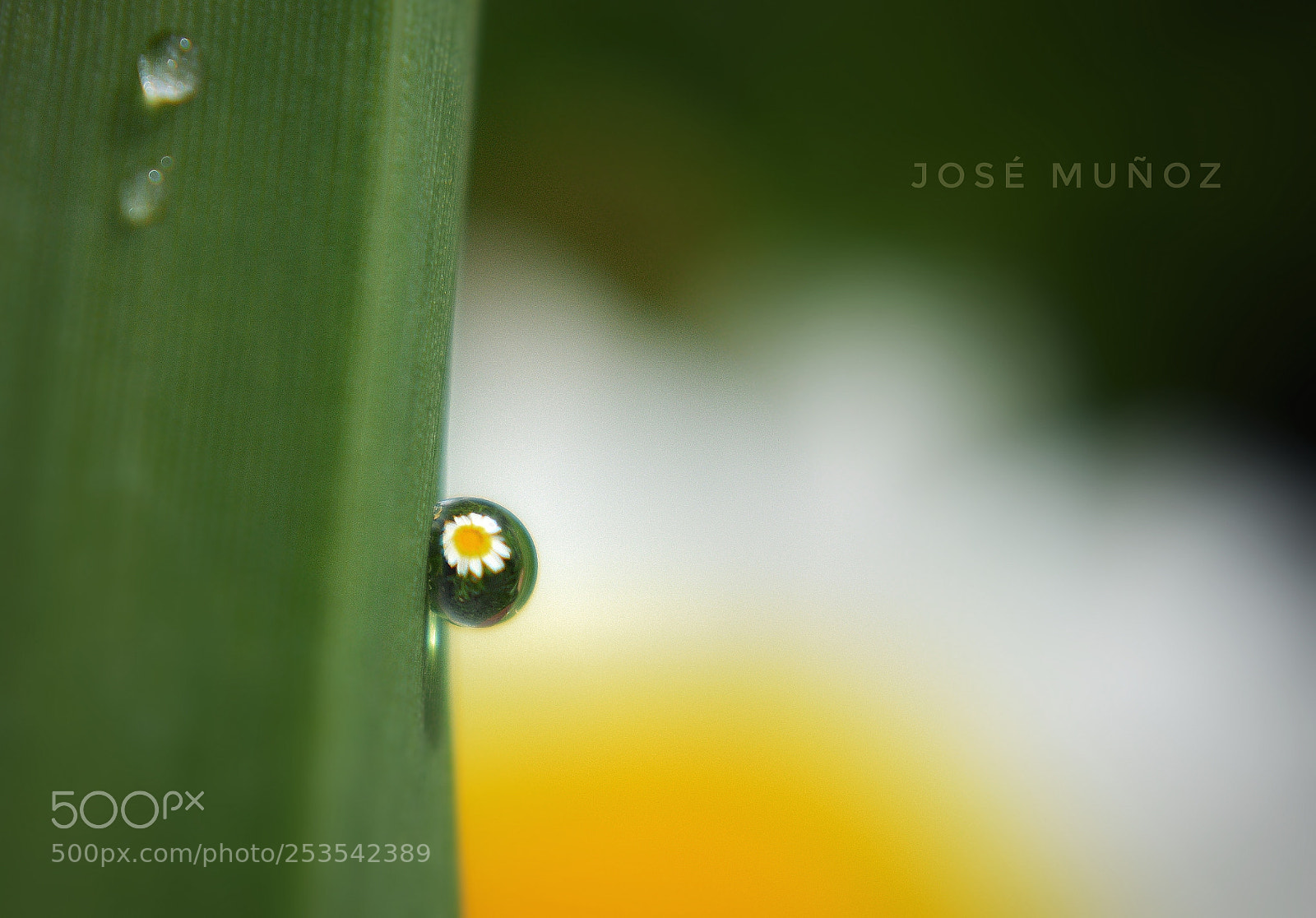 Nikon D3300 sample photo. Lente natural photography