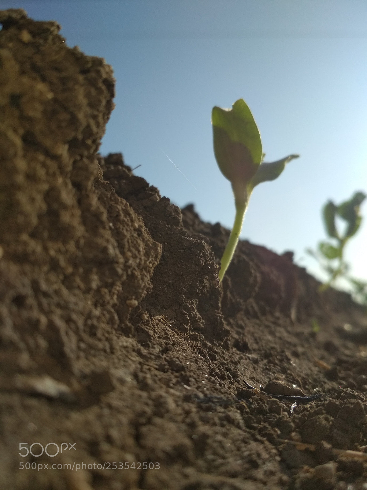 Xiaomi Redmi 4 Pro sample photo. Untitled photography