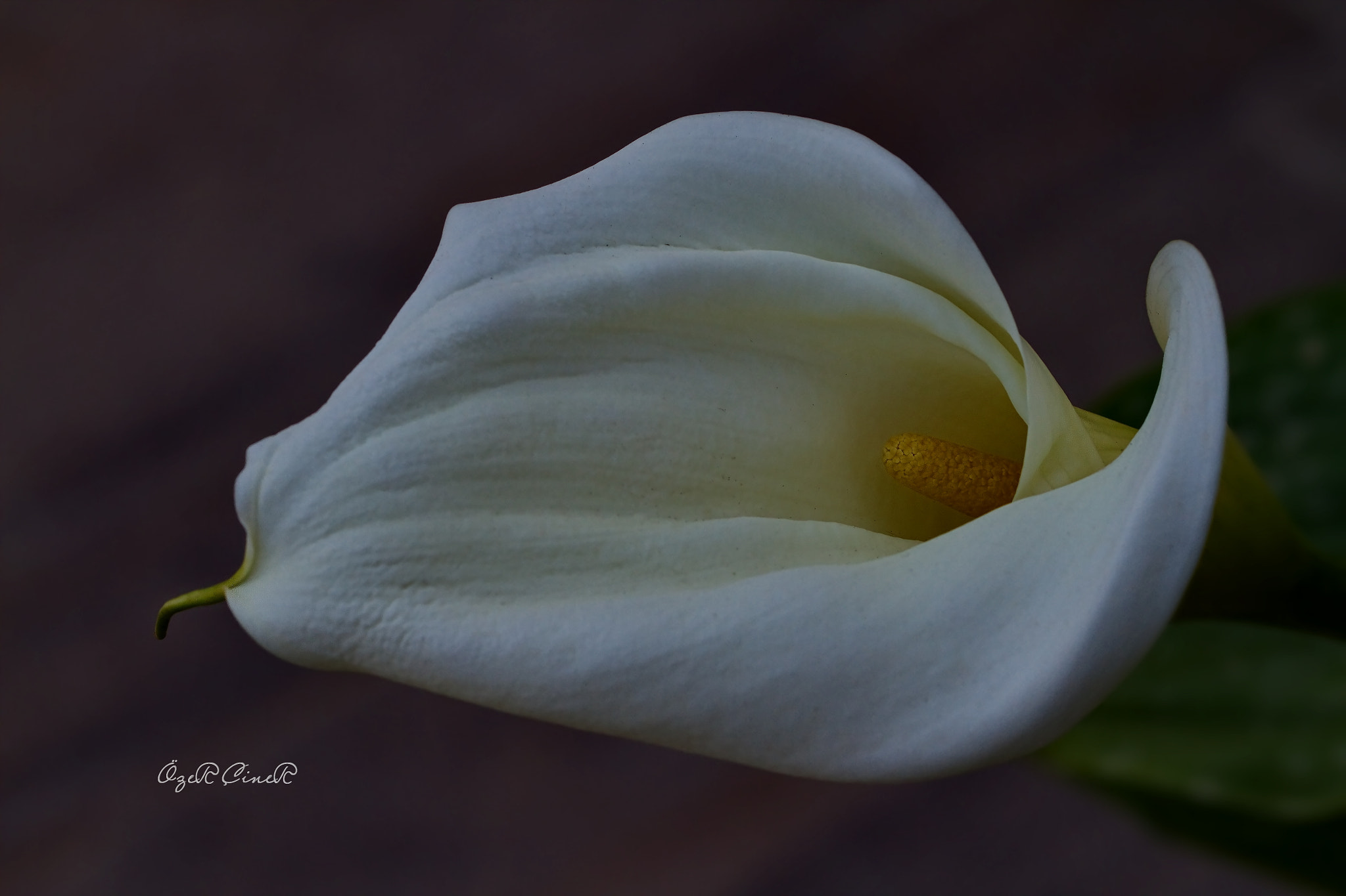 Canon EF 100mm F2.8L Macro IS USM sample photo. Gala / calla photography