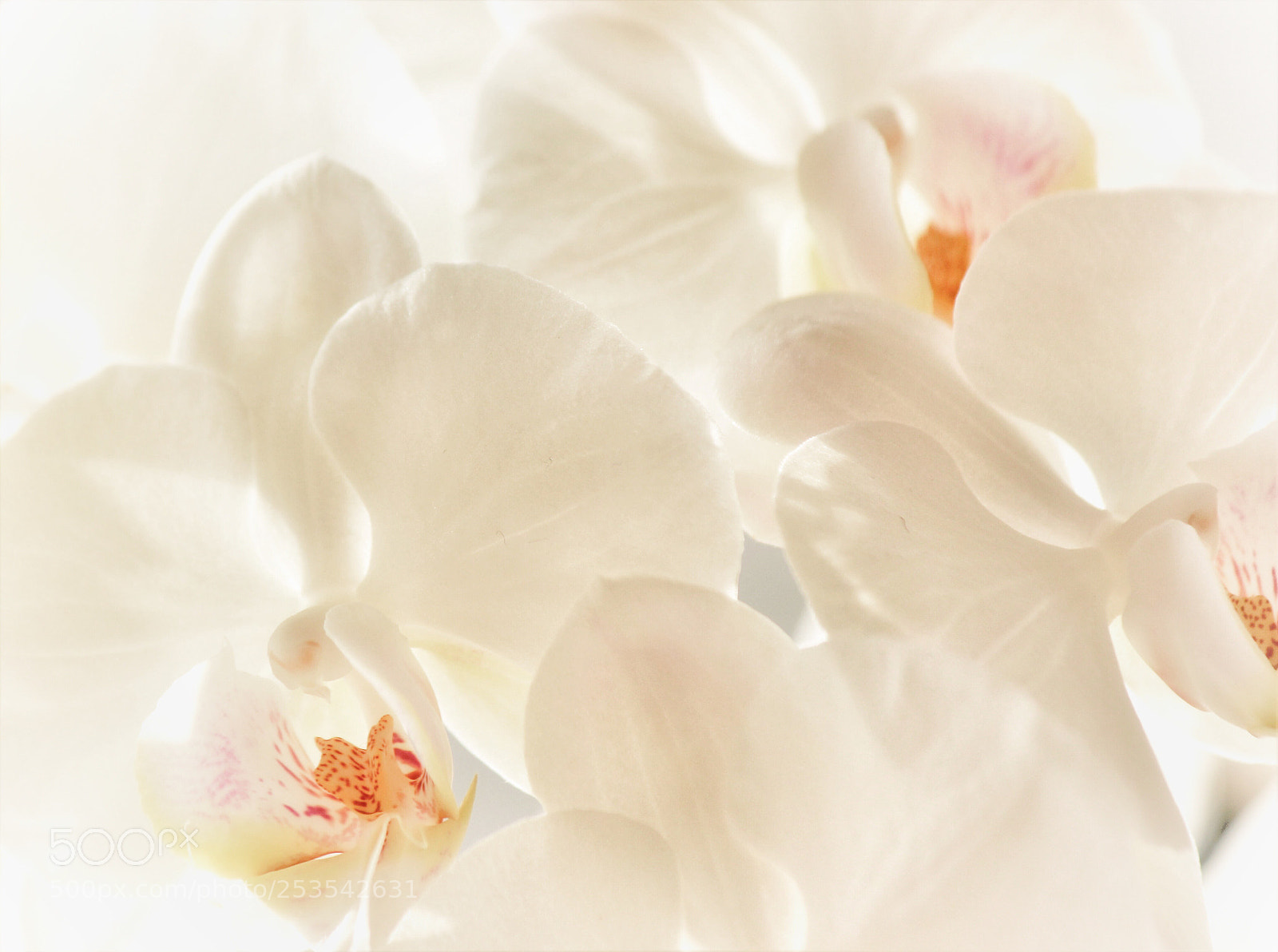 Canon EOS 600D (Rebel EOS T3i / EOS Kiss X5) sample photo. White beauty photography
