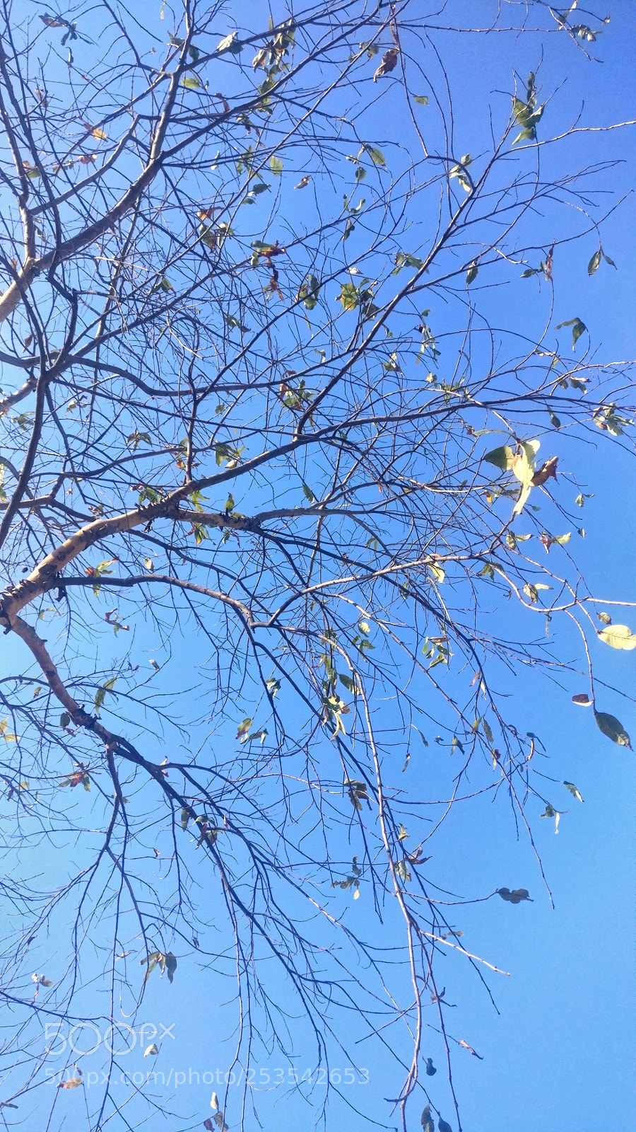 OnePlus A3003 sample photo. Waiting for new season photography