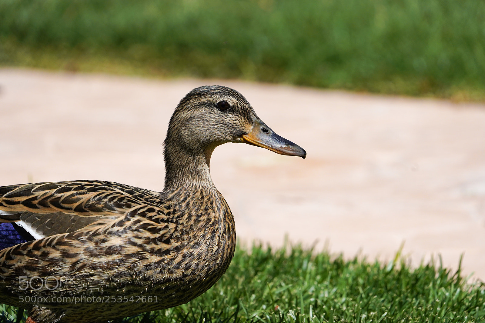 Sony a7 III sample photo. Female mallard photography