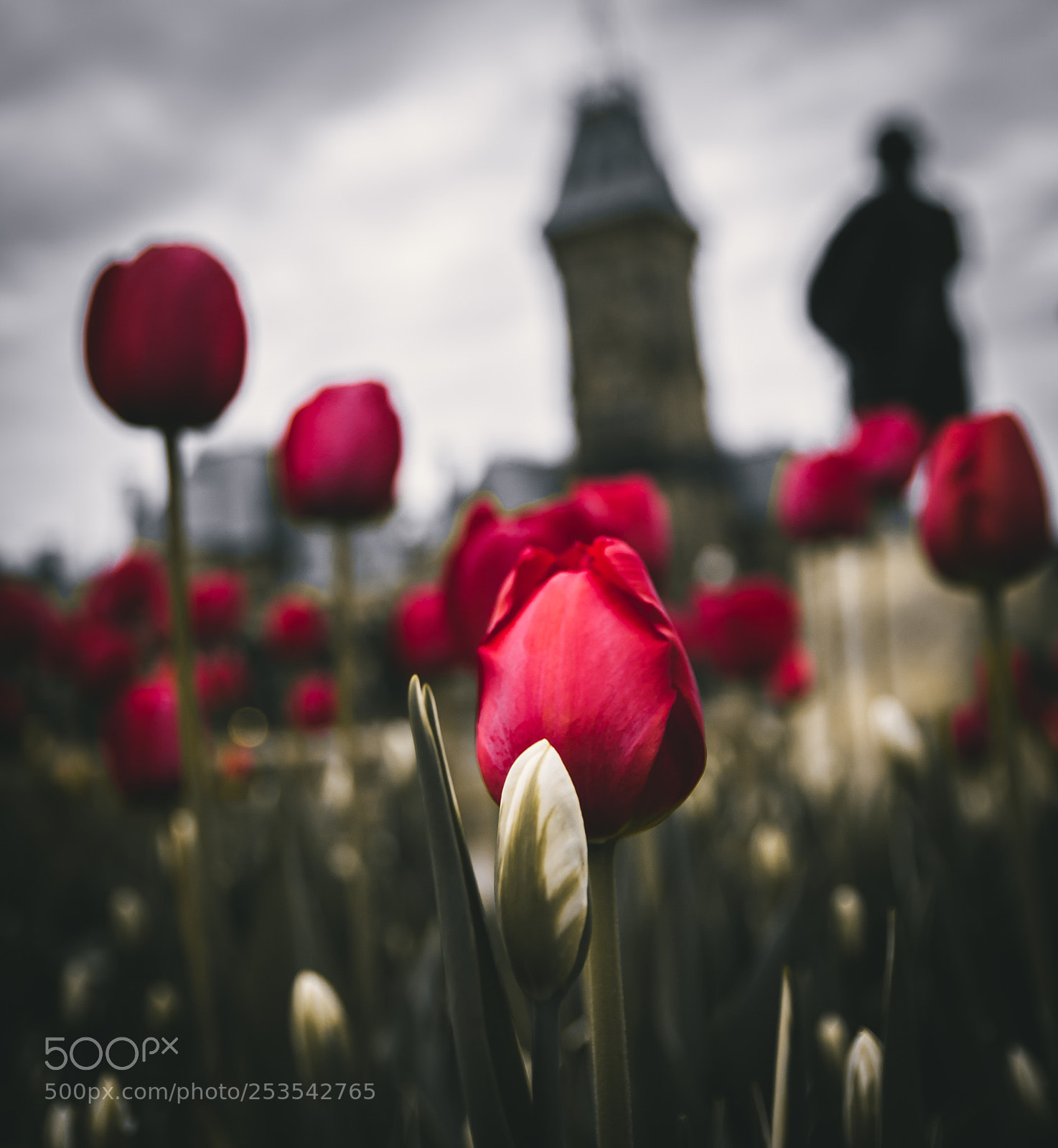 Canon EOS 70D sample photo. Img photography