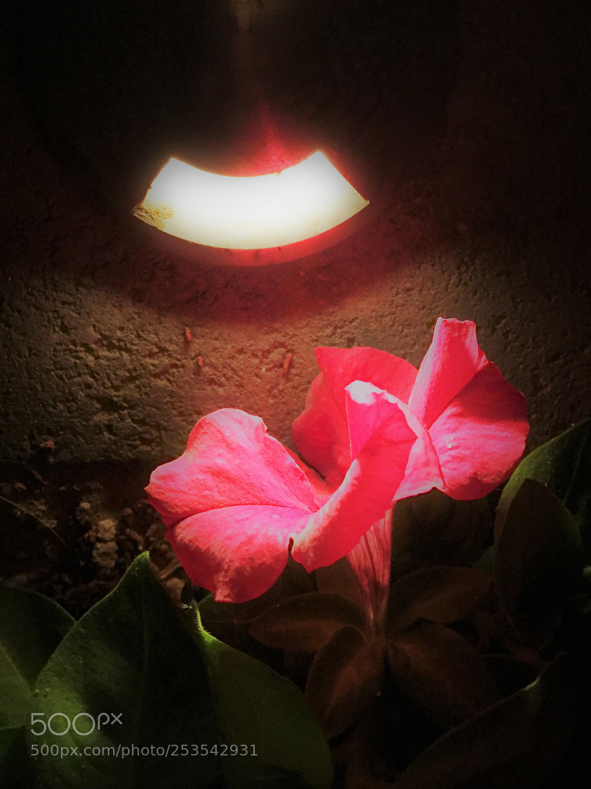 Apple iPhone 6 Plus sample photo. In the still of photography
