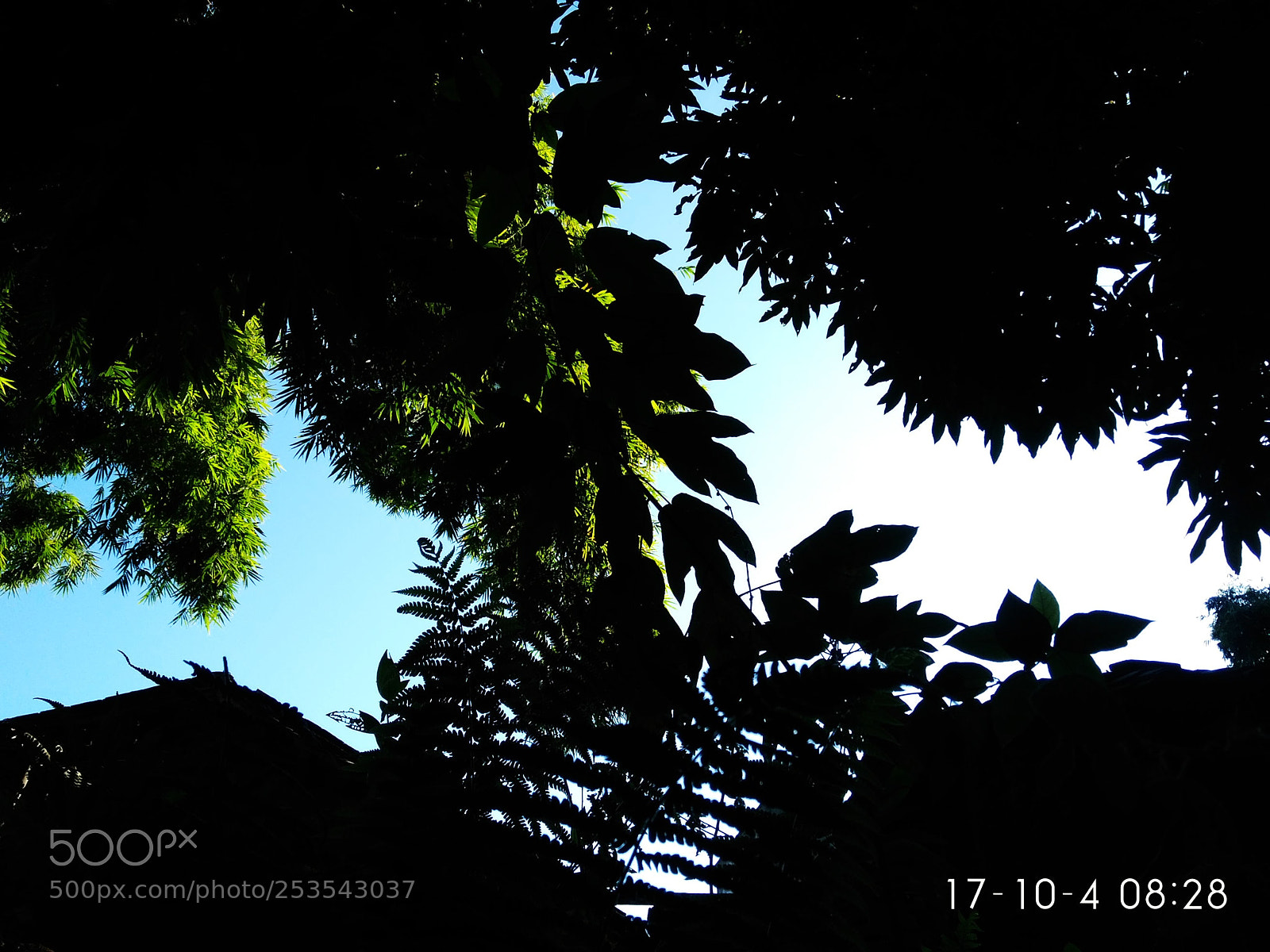 Xiaomi Redmi 4 Pro sample photo. 叶子之美 photography