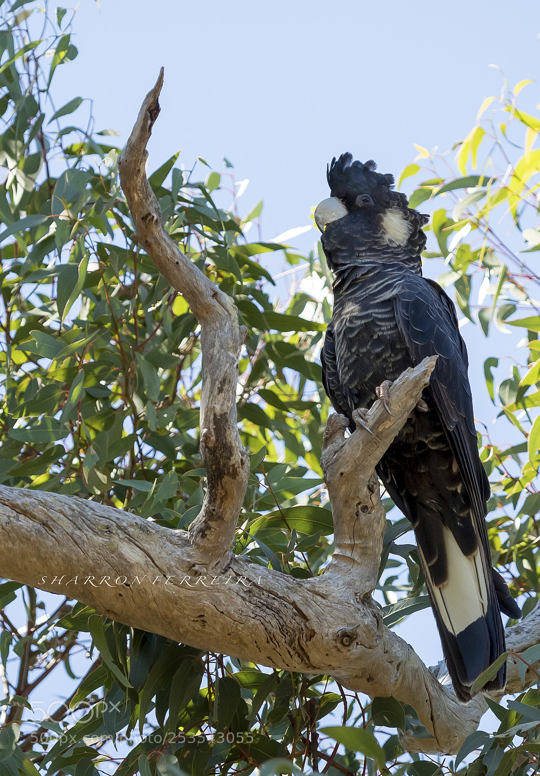 Olympus OM-D E-M5 II sample photo. Carnaby's black cockatoo photography