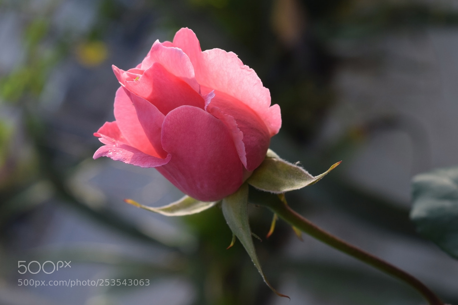 Nikon D3300 sample photo. Pink rose on natural photography