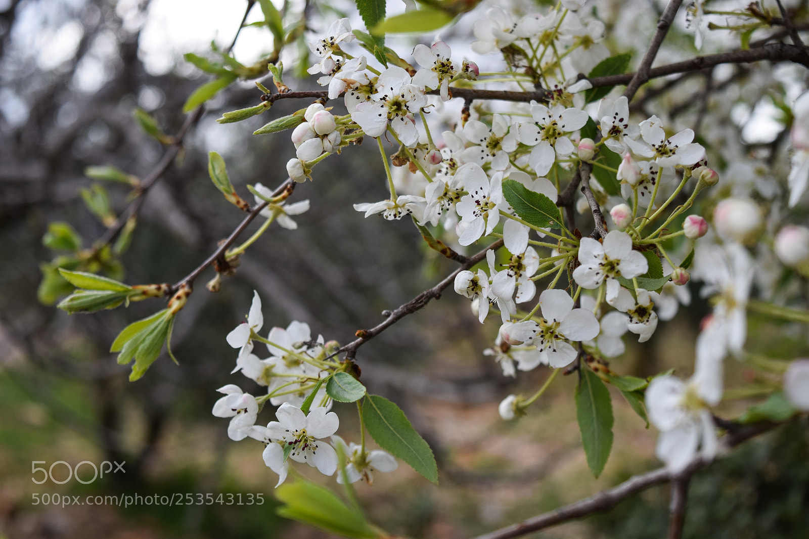 Nikon D3300 sample photo. Flowers photography