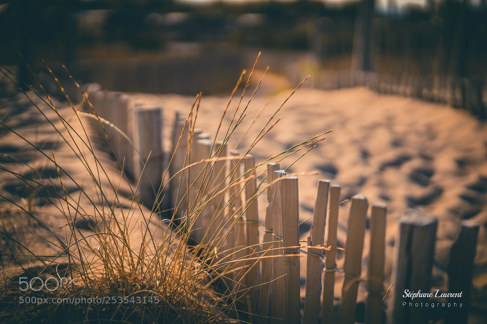 Sony a7 sample photo. Summer is coming photography