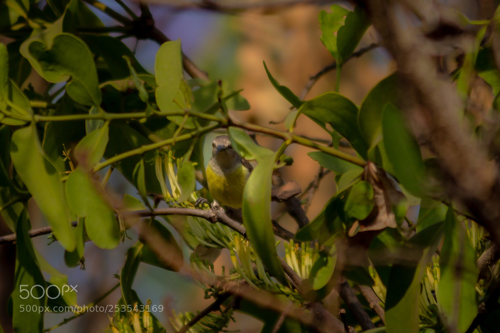 Canon EOS 600D (Rebel EOS T3i / EOS Kiss X5) sample photo. Purple-rumped sunbird hiding in photography