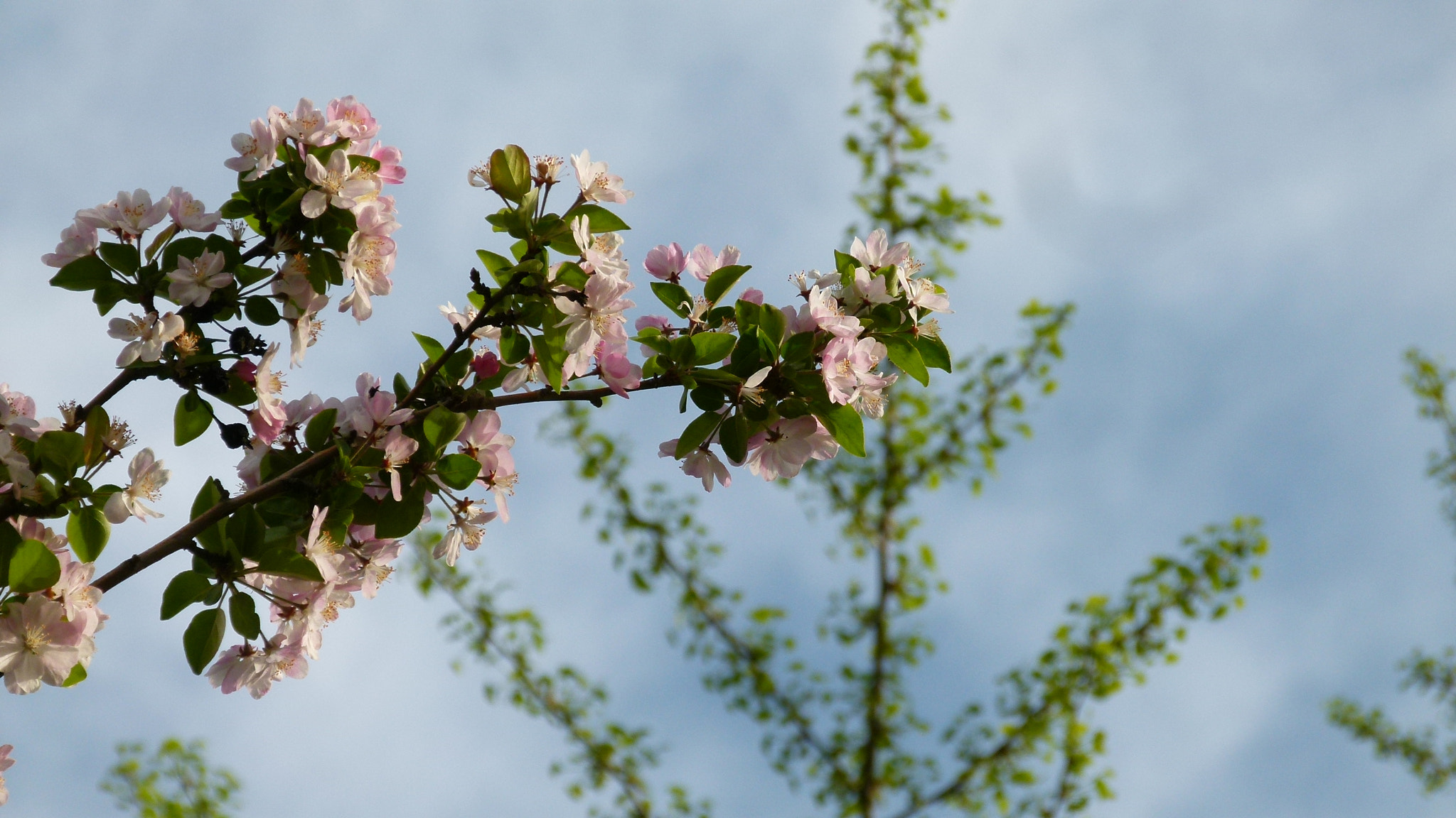 Leica V-Lux 2 sample photo