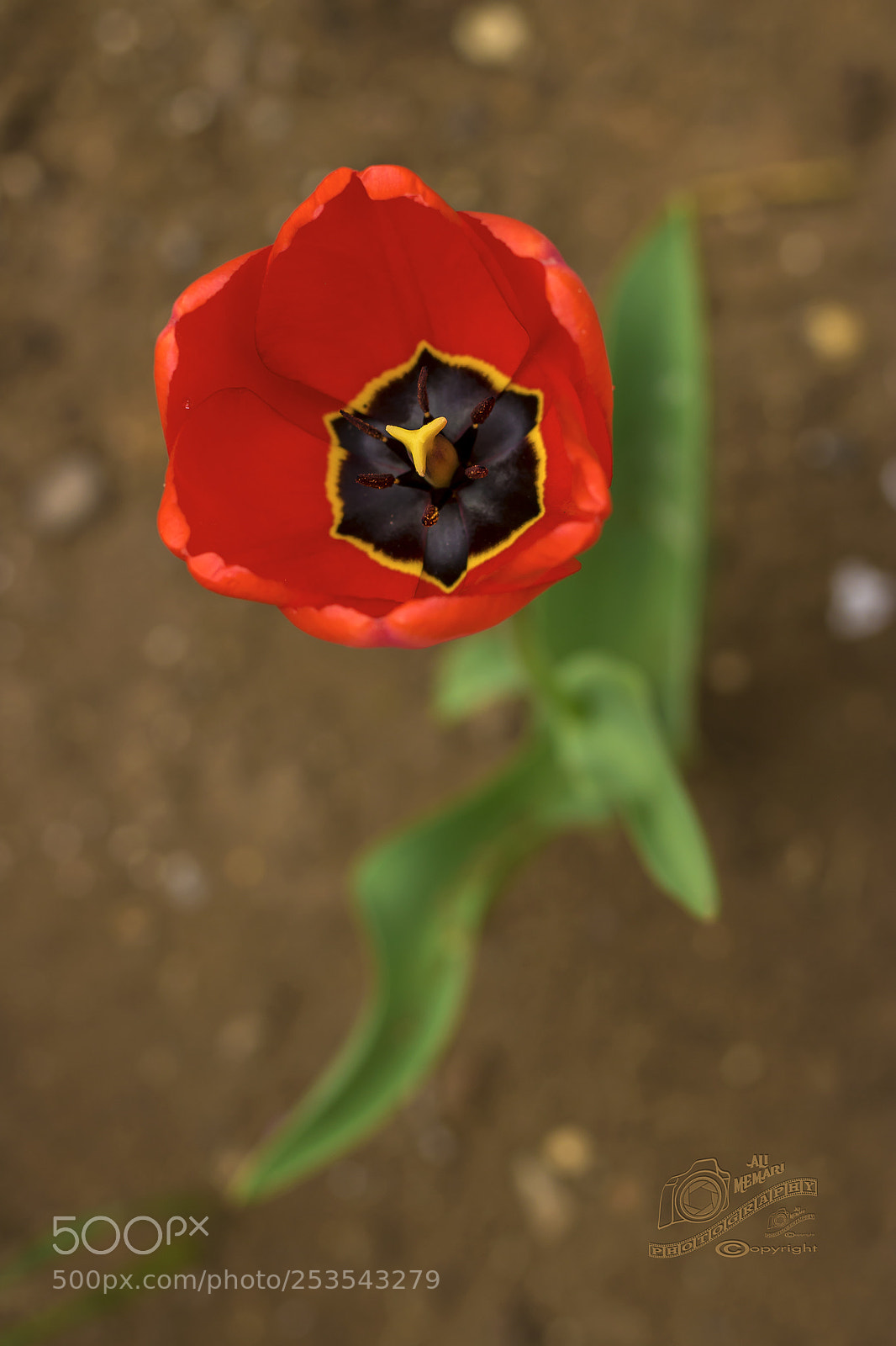 Canon EOS 760D (EOS Rebel T6s / EOS 8000D) sample photo. Tulip , guest in photography