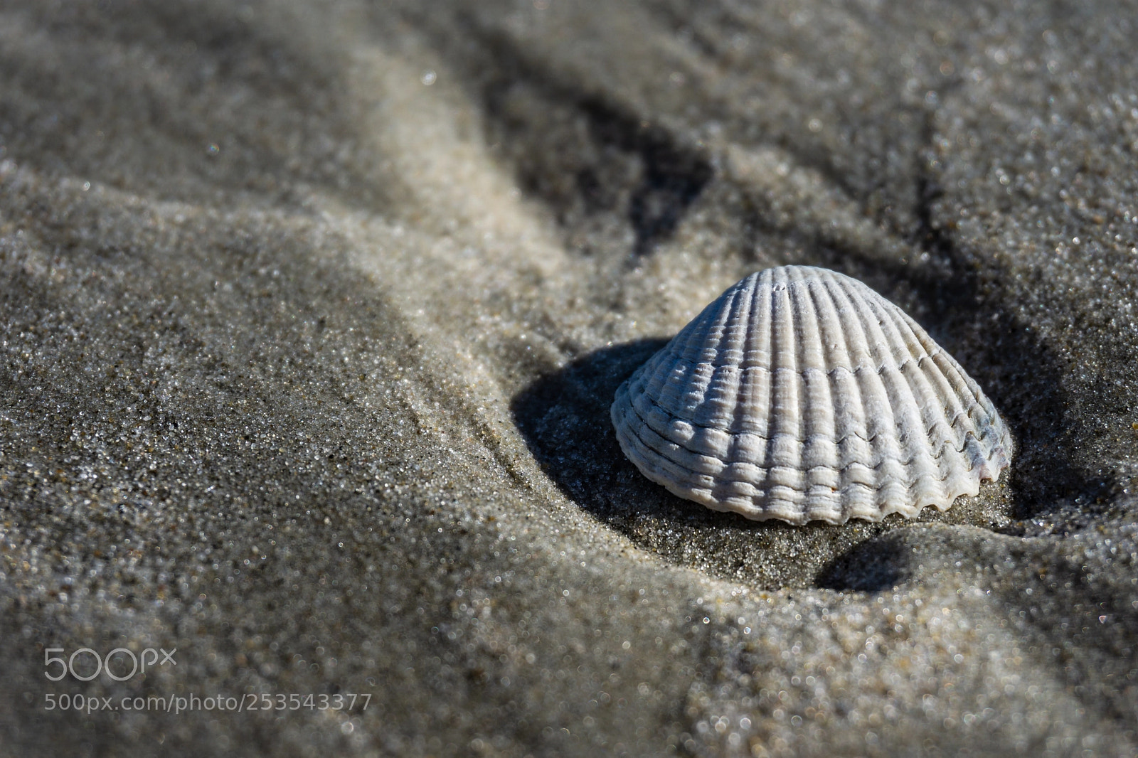 Sony a6000 sample photo. Beach findings photography