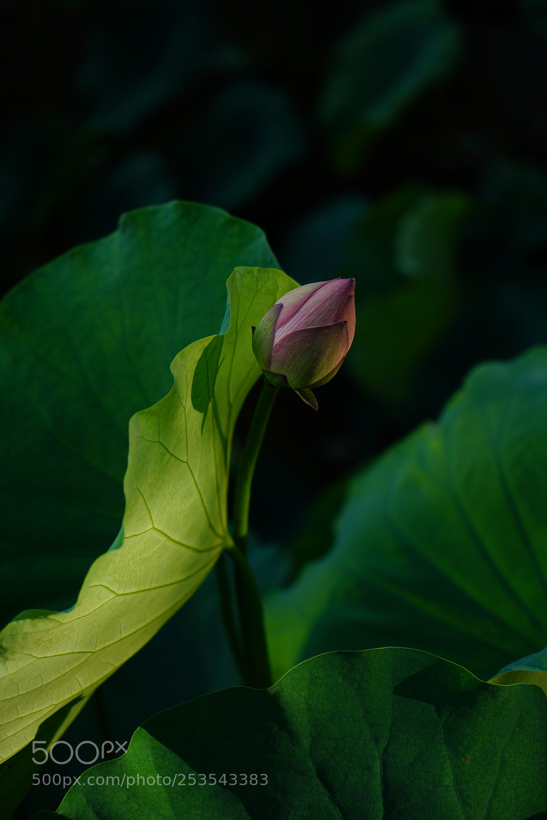 Sony a7R II sample photo. Dsc photography