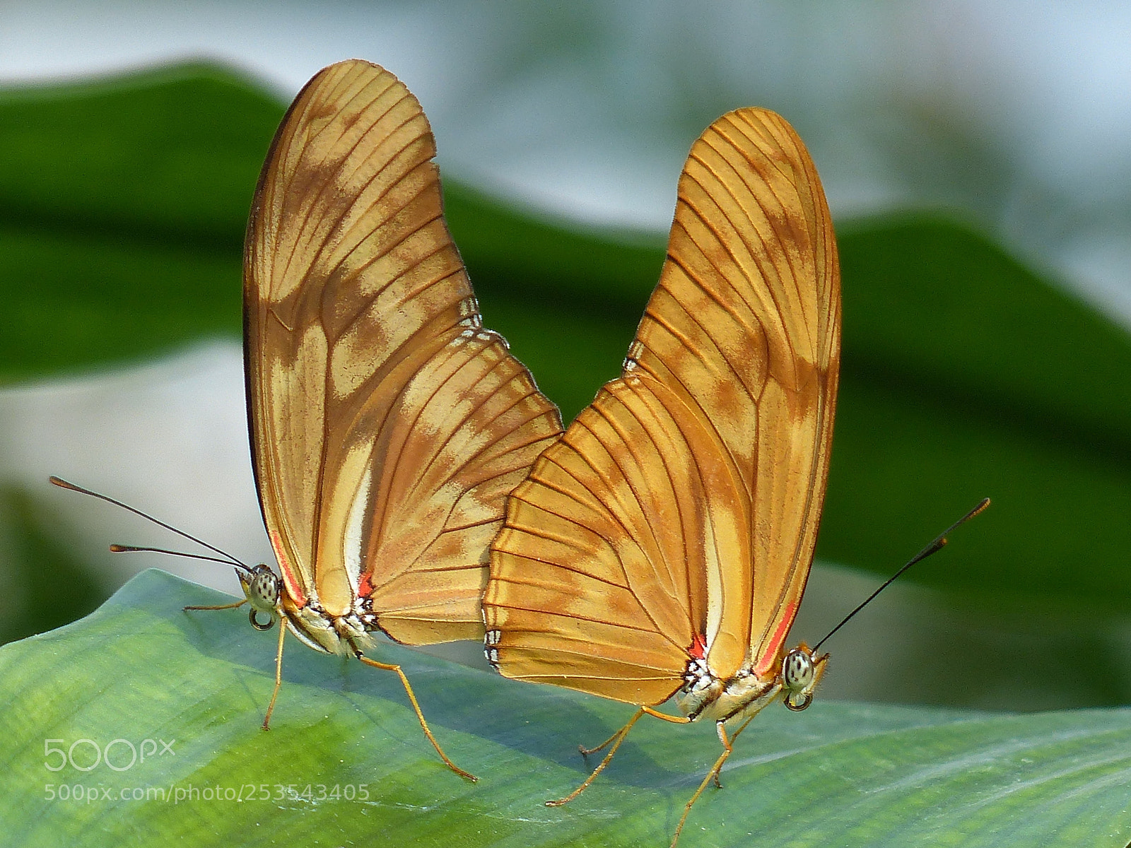 Panasonic Lumix DMC-FZ200 sample photo. Butterflies julia butterfly dryas photography