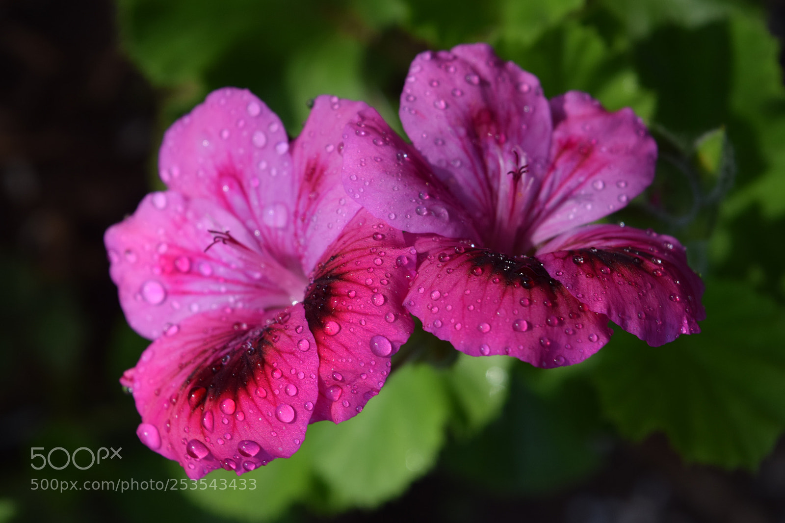 Nikon D3300 sample photo. Geranium purple on natural photography