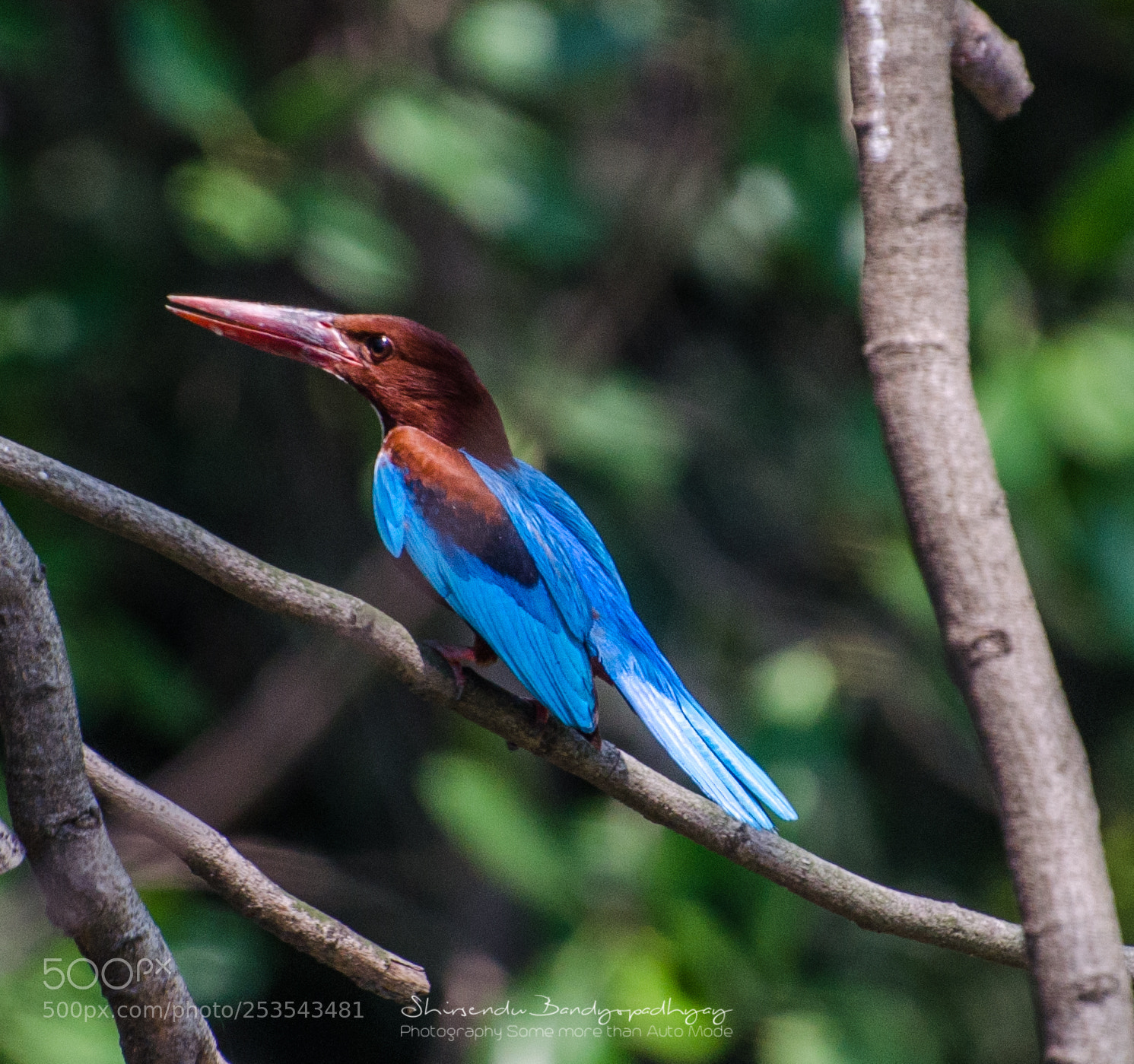 Nikon D5100 sample photo. Kingfisher photography