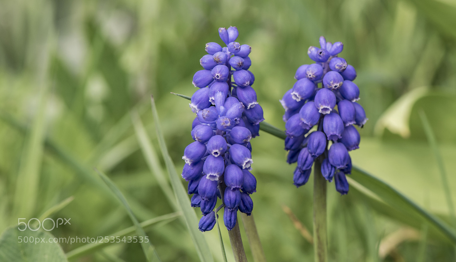 Nikon D5300 sample photo. Blue ! photography