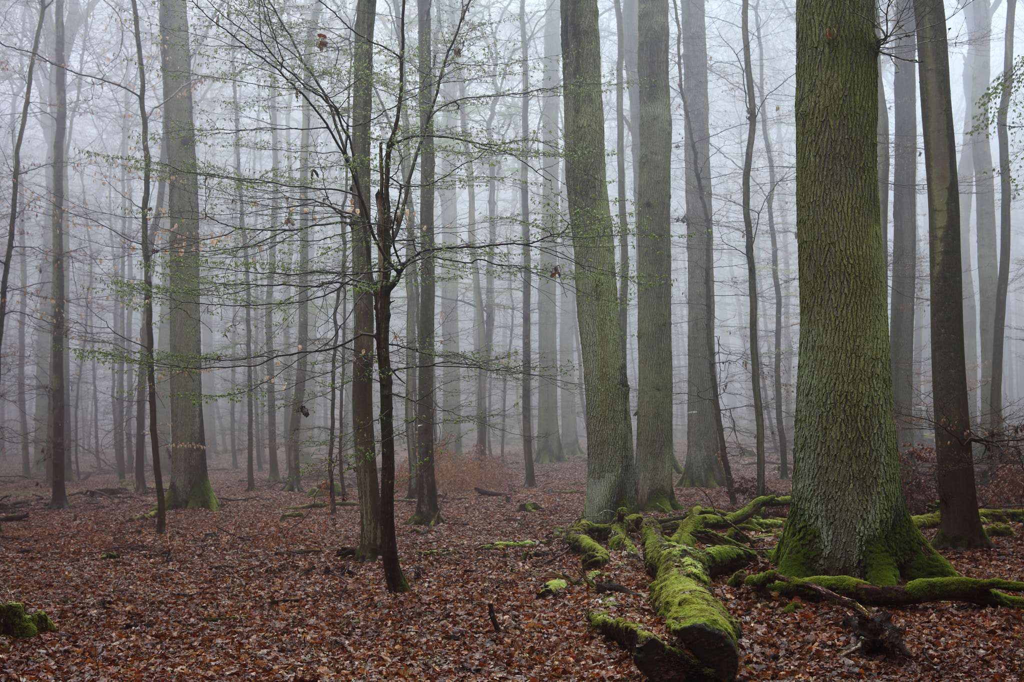Canon EF 28-80mm f/3.5-5.6 sample photo. Early morning photography