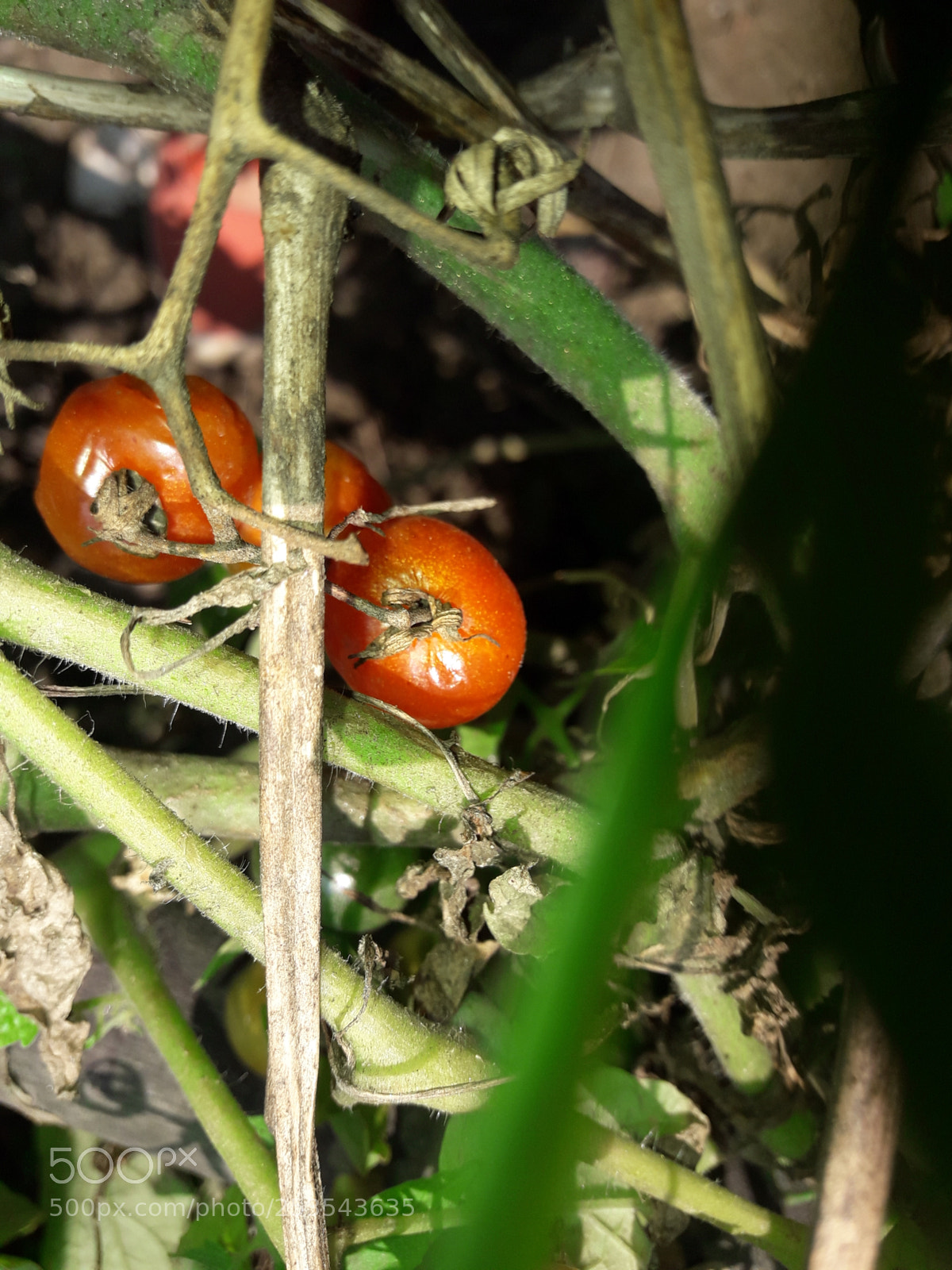 Samsung Galaxy J7 Neo sample photo. Tomato photography