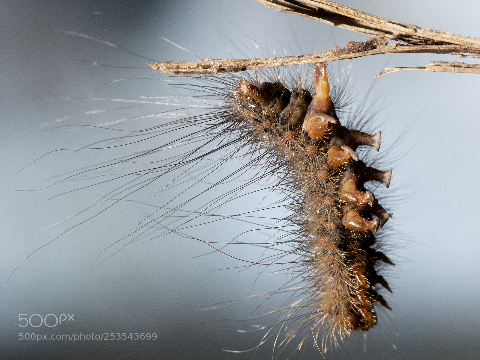 Nikon D850 sample photo. Hairy caterpillar photography