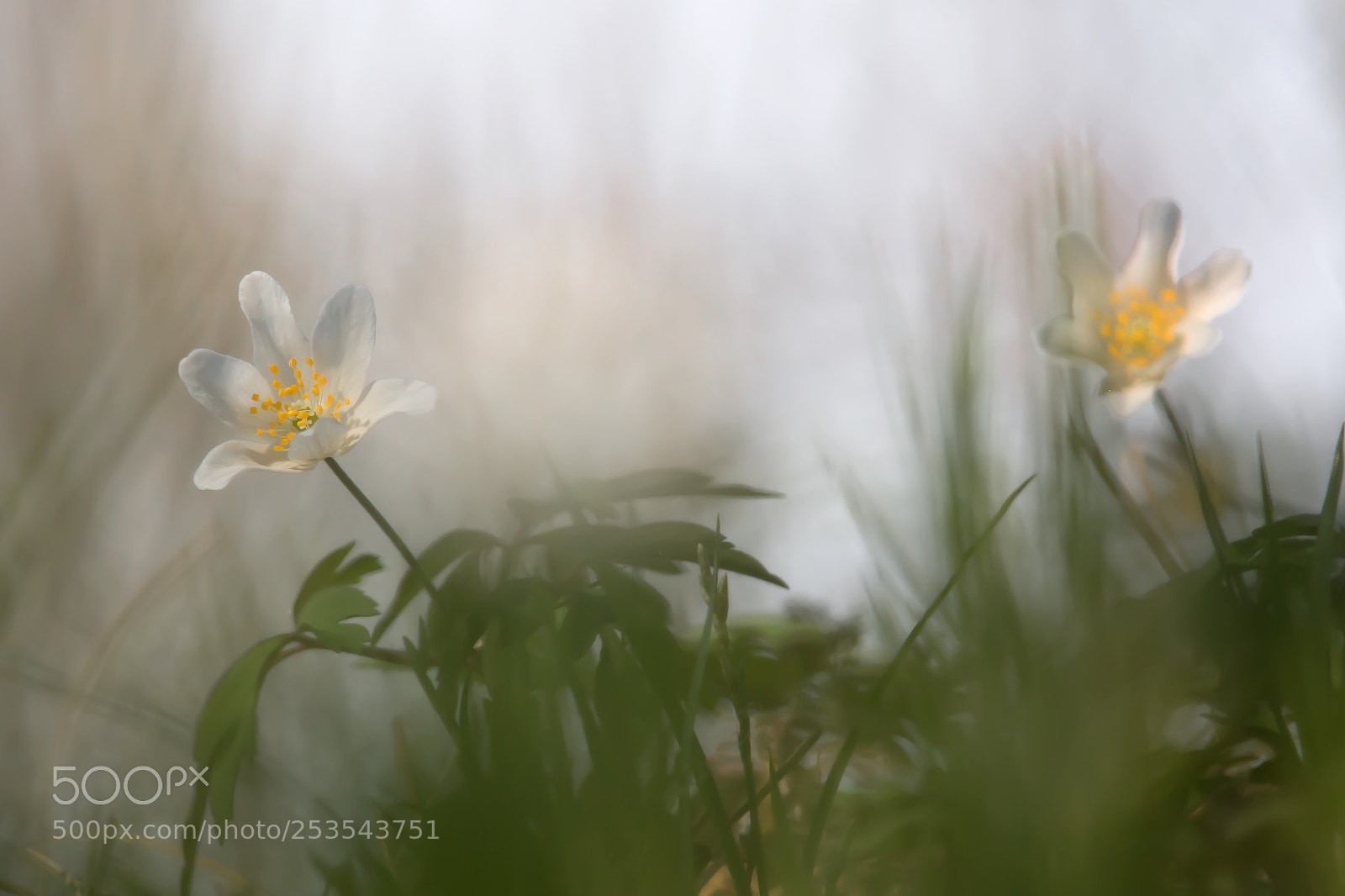 Canon EOS 70D sample photo. Buschwindröschen photography