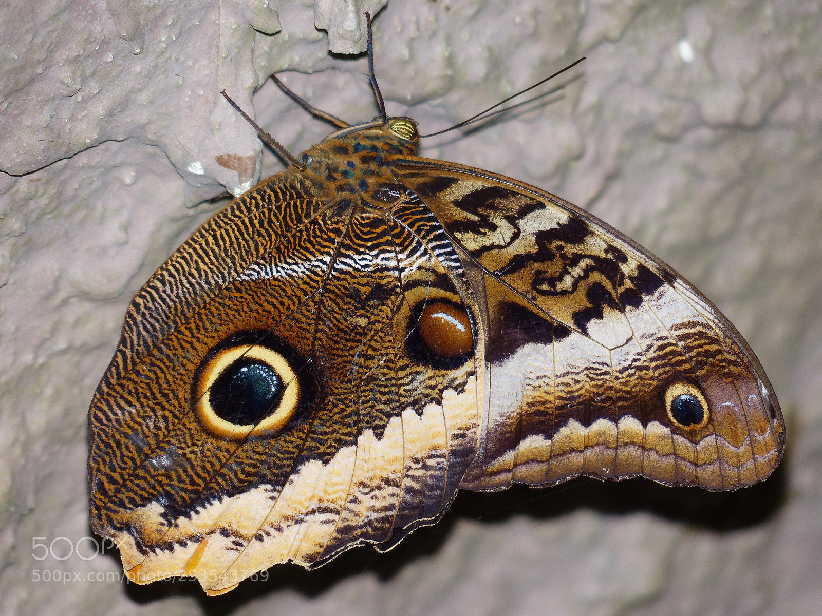 Panasonic Lumix DMC-FZ200 sample photo. Owl butterfly butterfly caligo photography