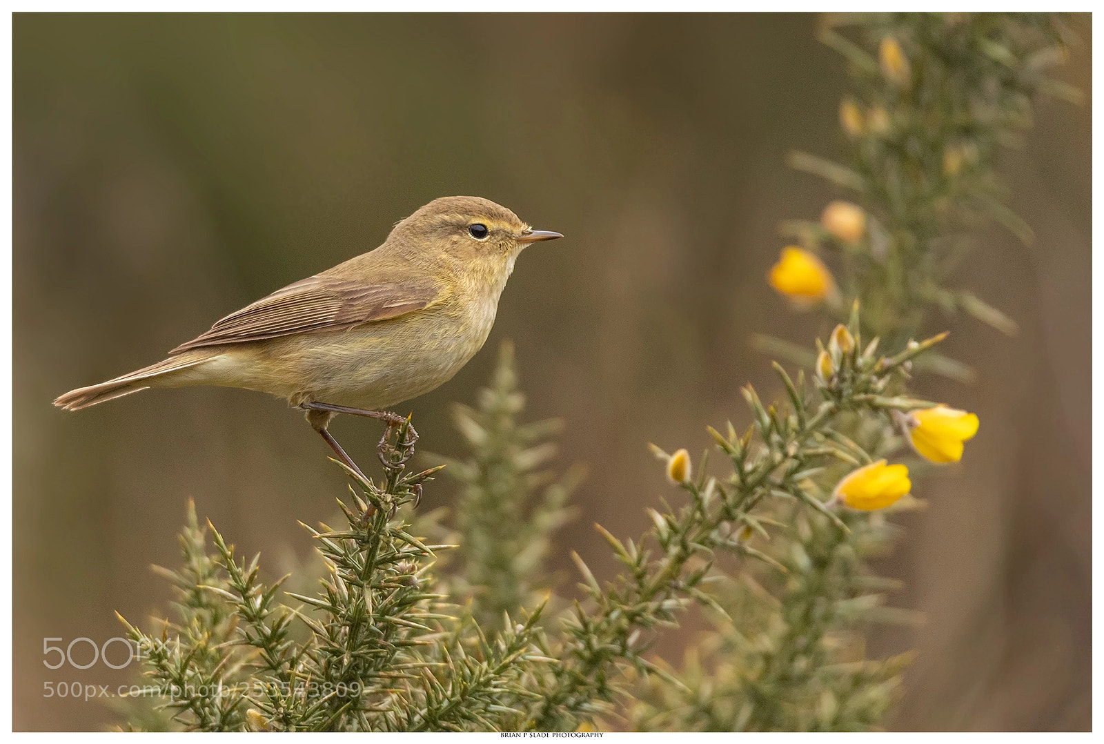 Canon EOS 5D Mark IV sample photo. Chiffchaff on gorse photography