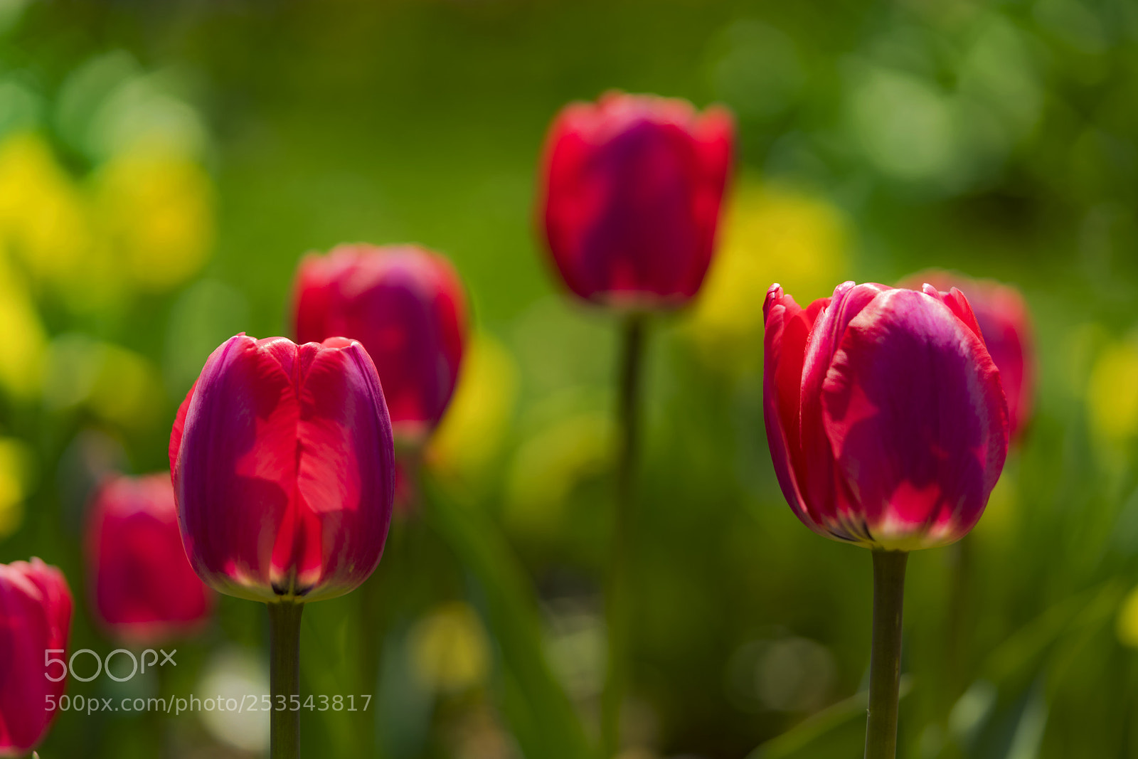 Sony a7R II sample photo. Tulip1 photography