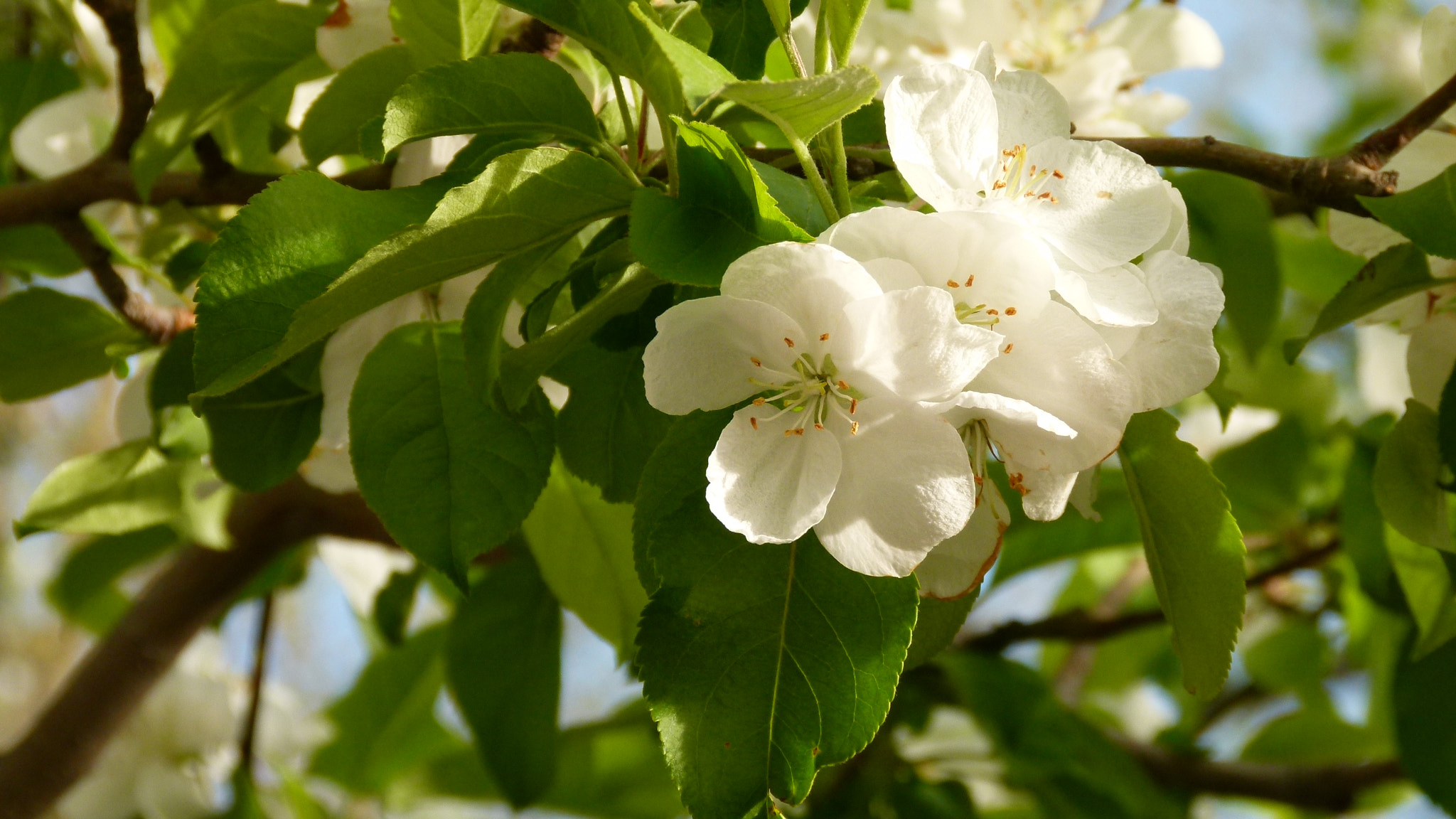 Leica V-Lux 2 sample photo