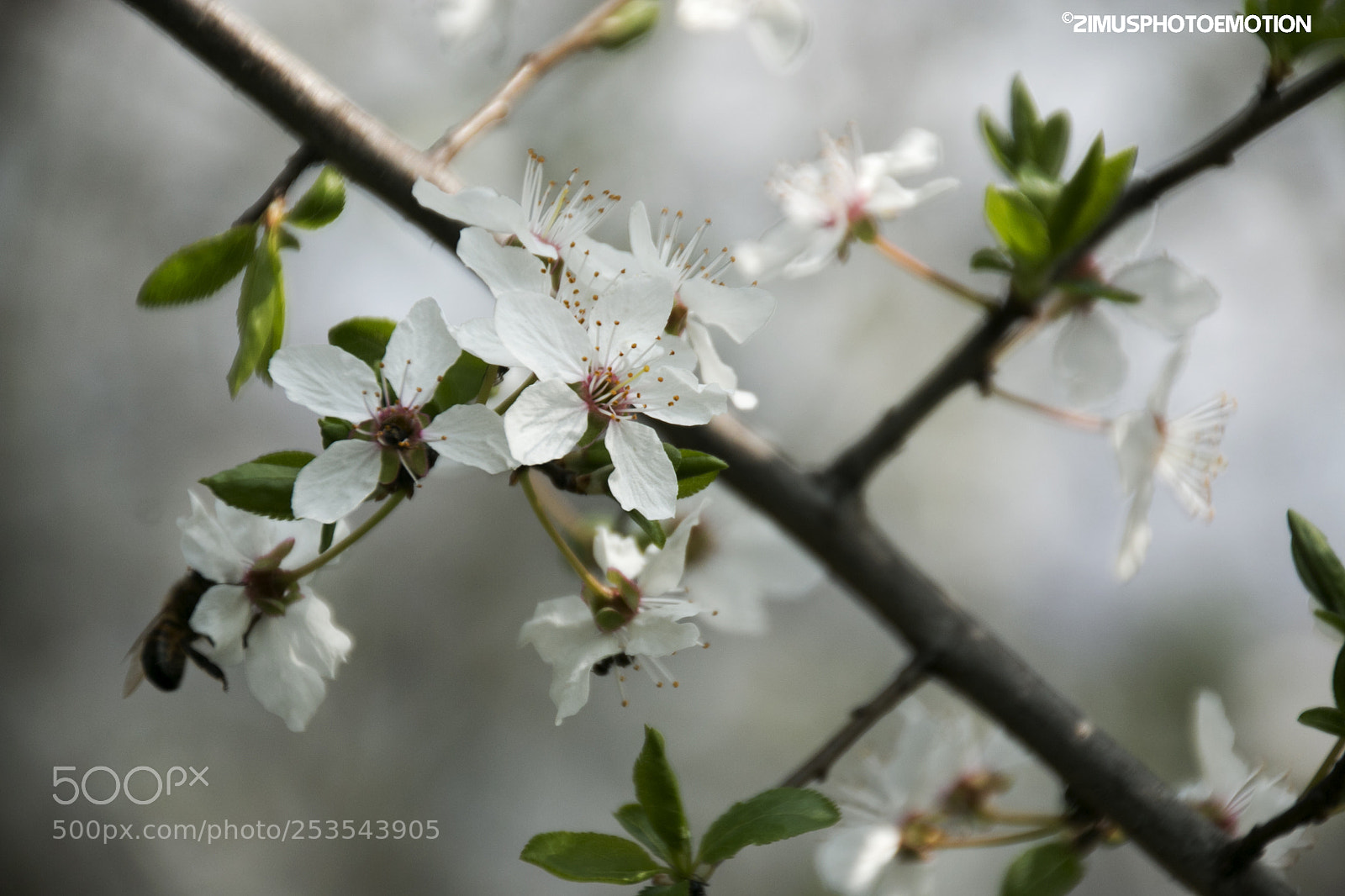 Canon EOS 70D sample photo. Der fr hling ist photography