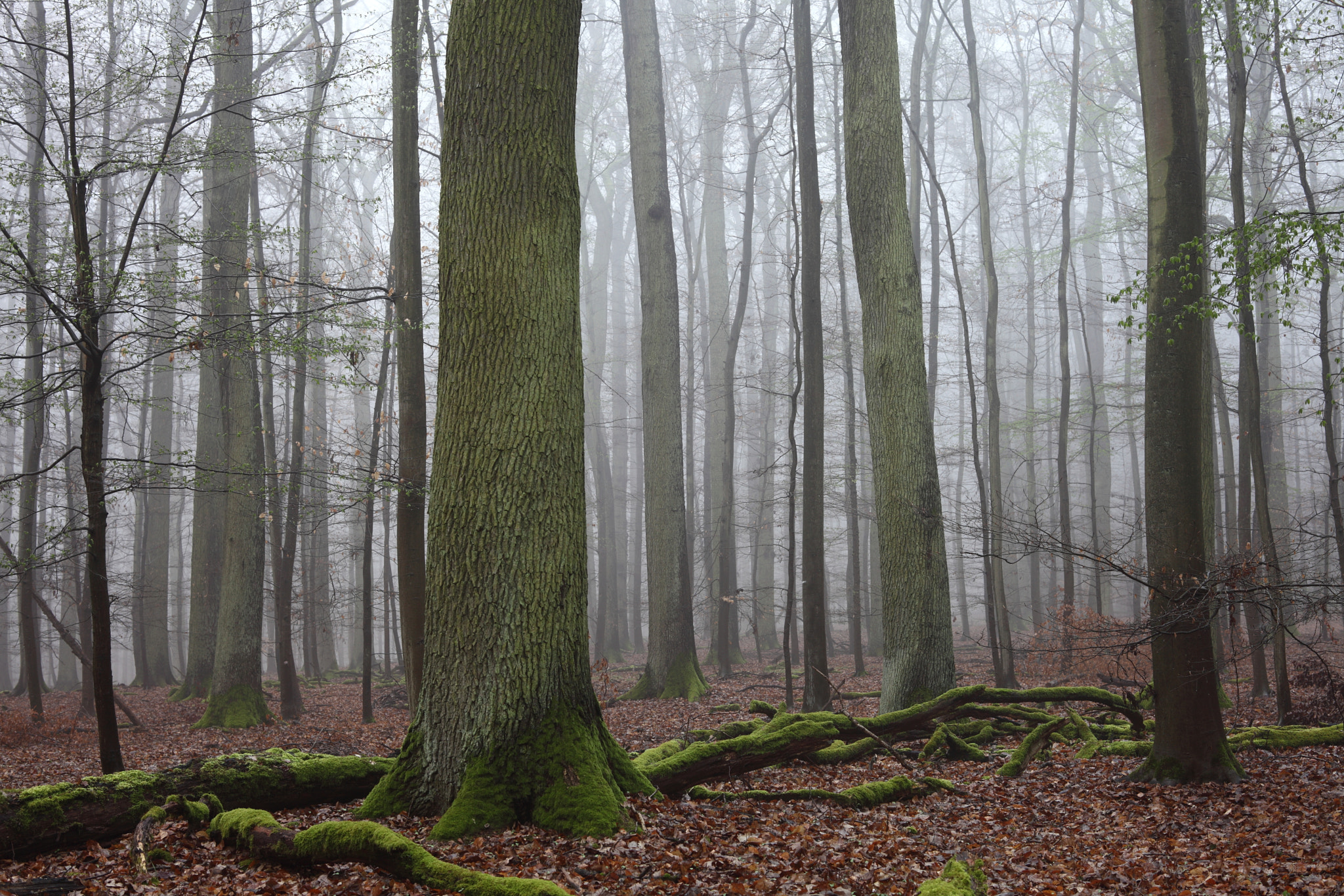 Canon EF 28-80mm f/3.5-5.6 sample photo. Misty forest photography
