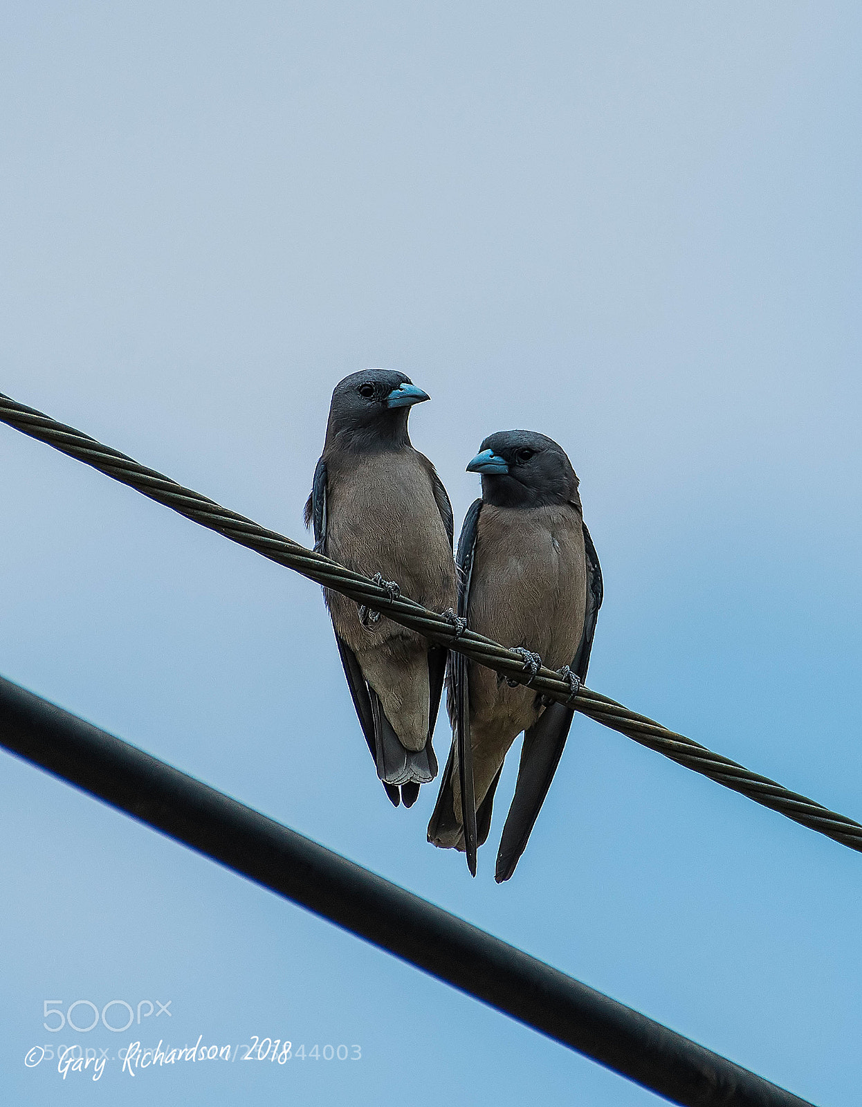Nikon D500 sample photo. Ashy woodswallow pak chong photography