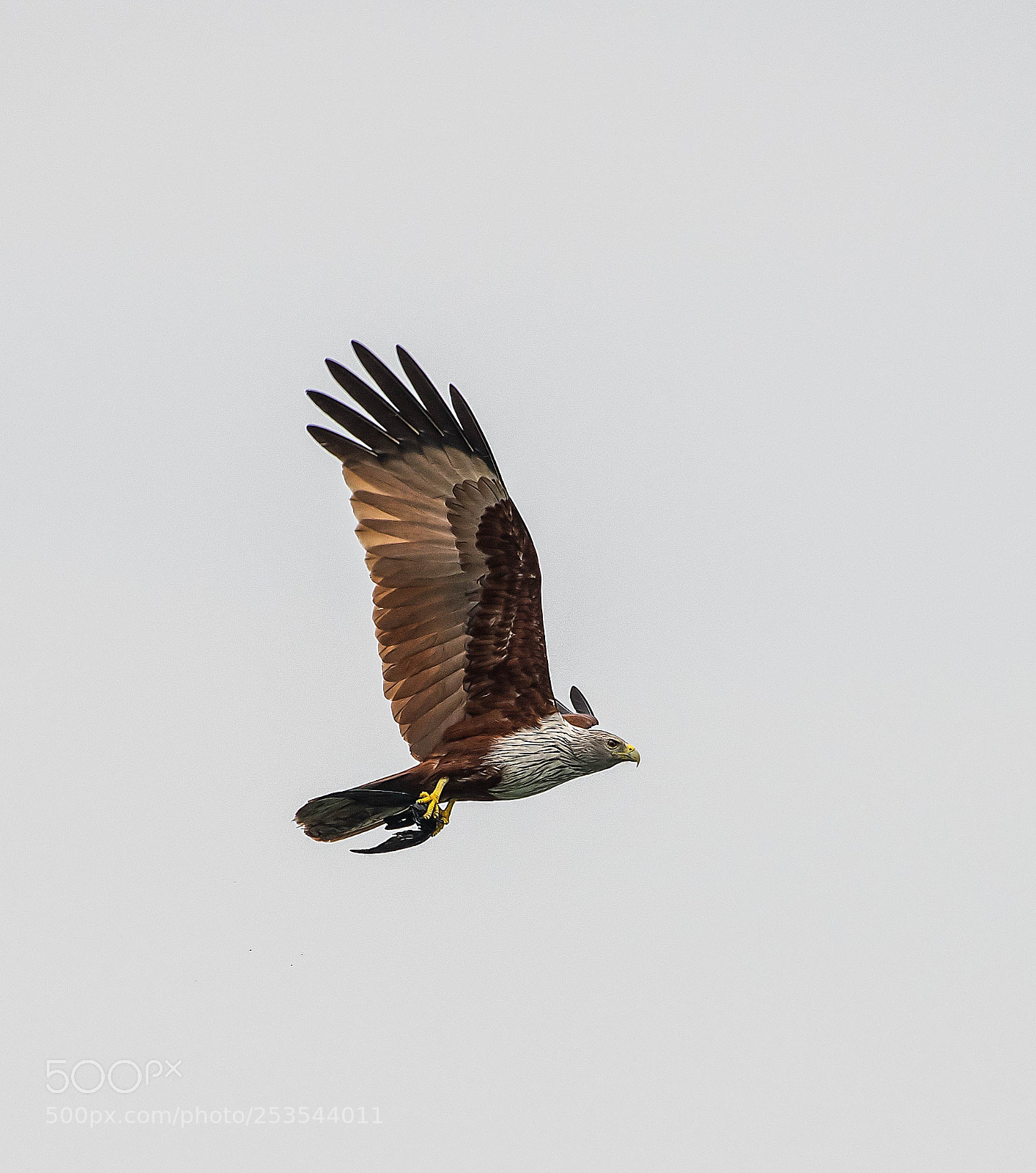 Nikon D500 sample photo. Brahminy kite koh chang photography
