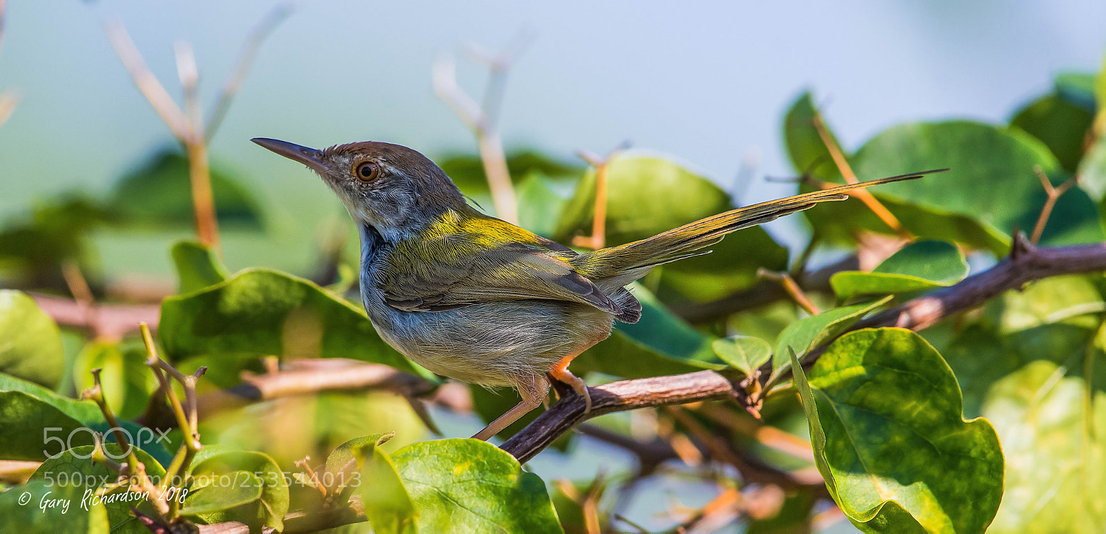 Nikon D500 sample photo. Common tailorbird pak chong photography