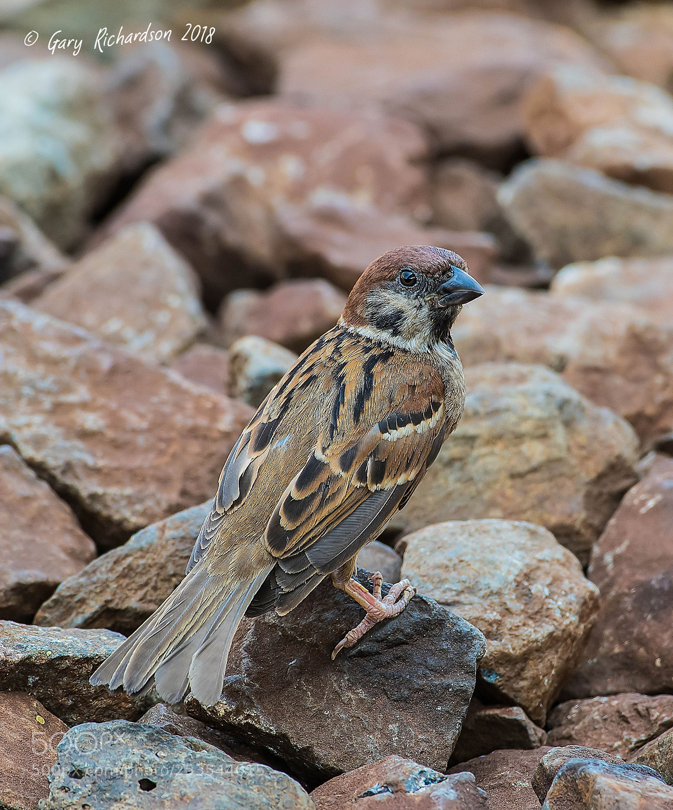 Nikon D500 sample photo. Eurasian tree sparrow pak photography