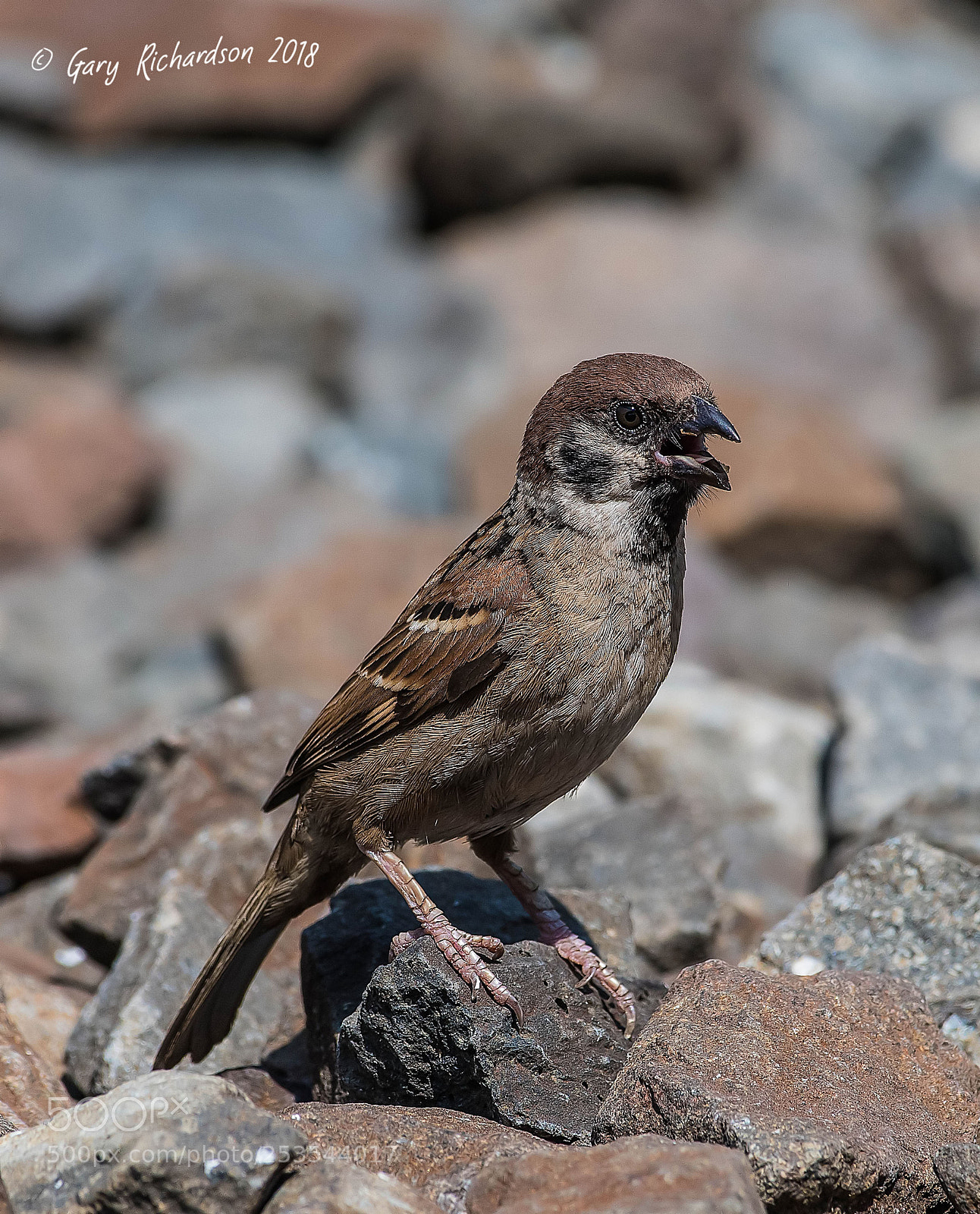 Nikon D500 sample photo. Eurasian tree sparrow pak photography