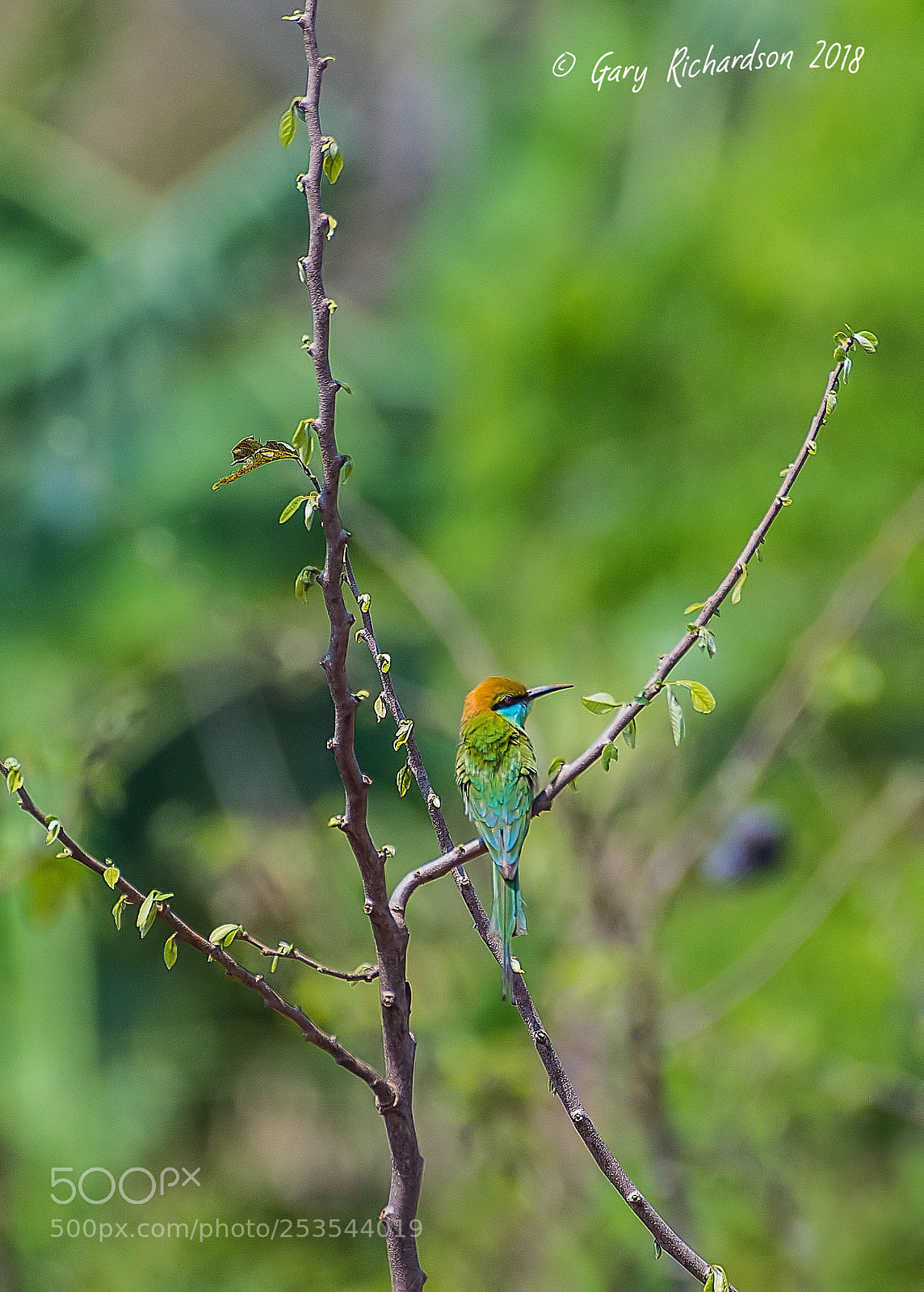 Nikon D500 sample photo. Green bee eater pak photography