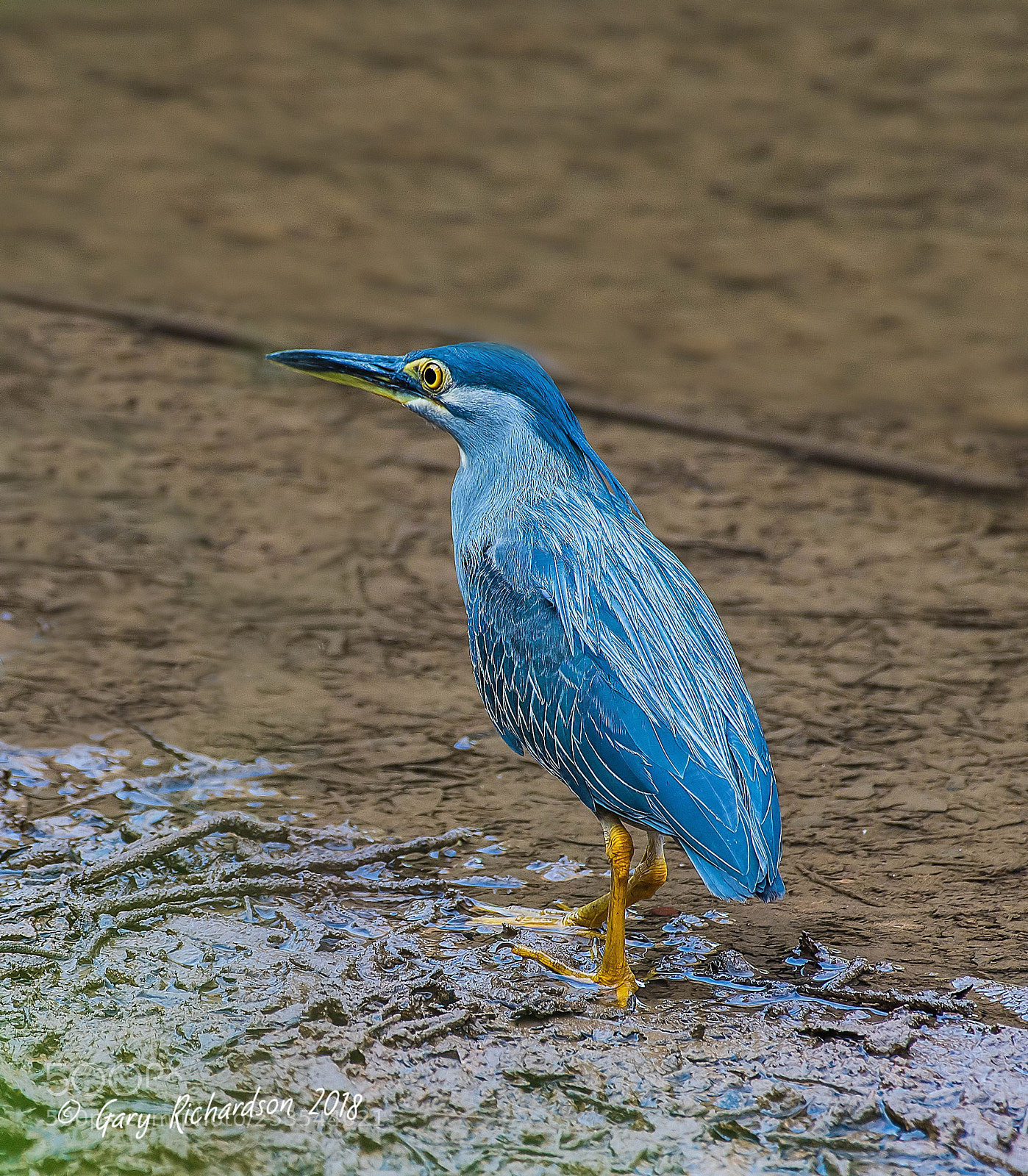 Nikon D500 sample photo. Little heron koh chang photography