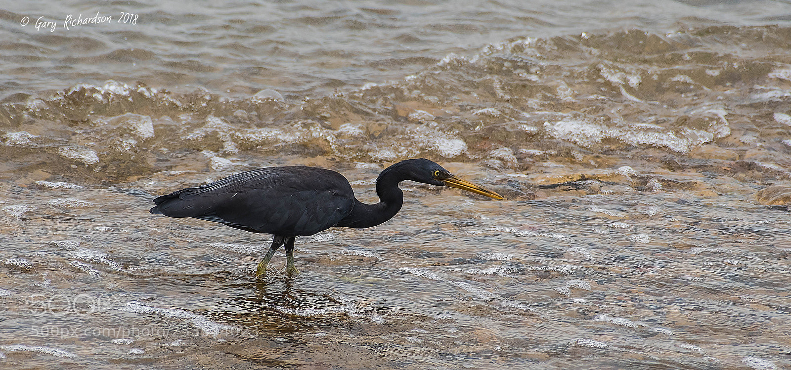 Nikon D500 sample photo. Pacific reef egret koh photography