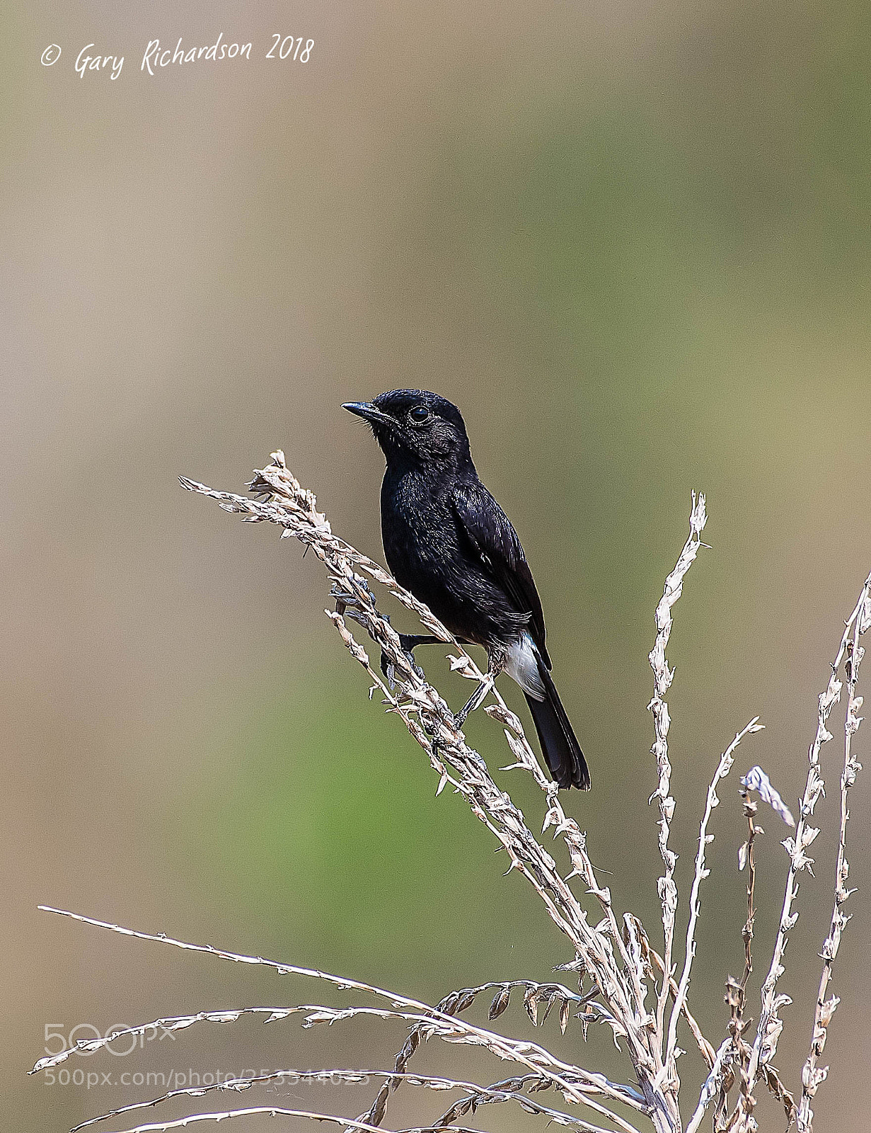 Nikon D500 sample photo. Pied bushchat pak chong photography