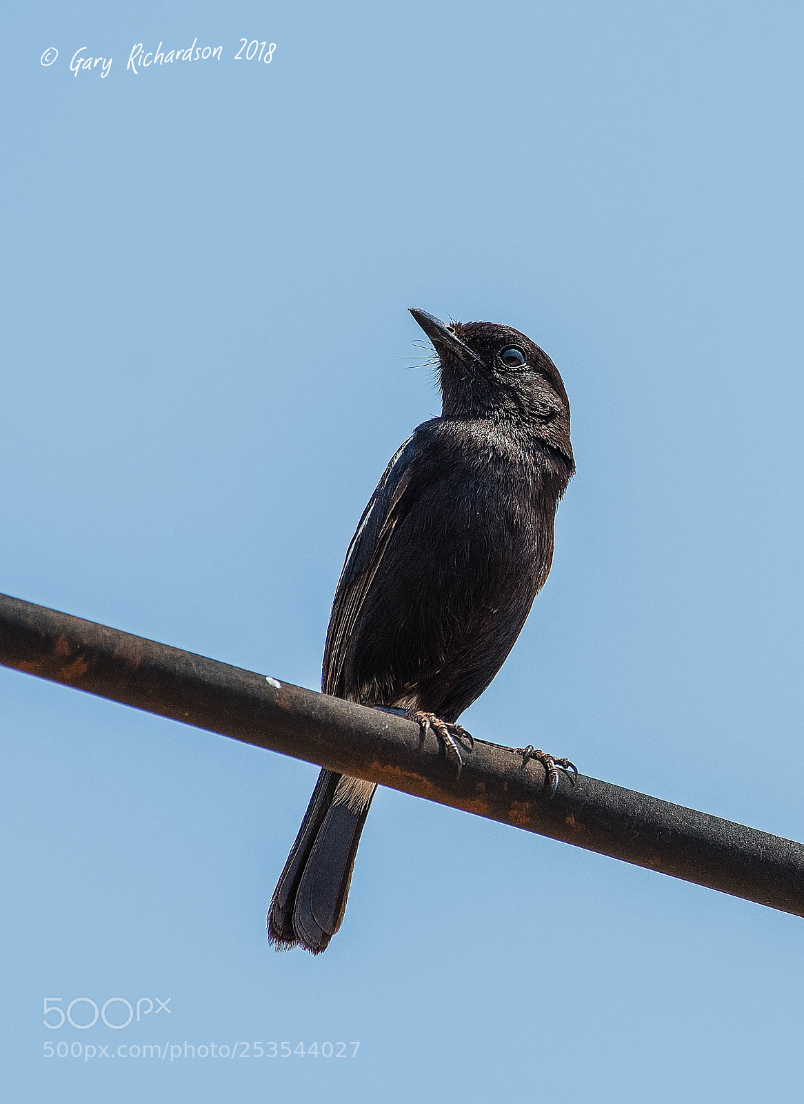 Nikon D500 sample photo. Pied bushchat pak chong photography