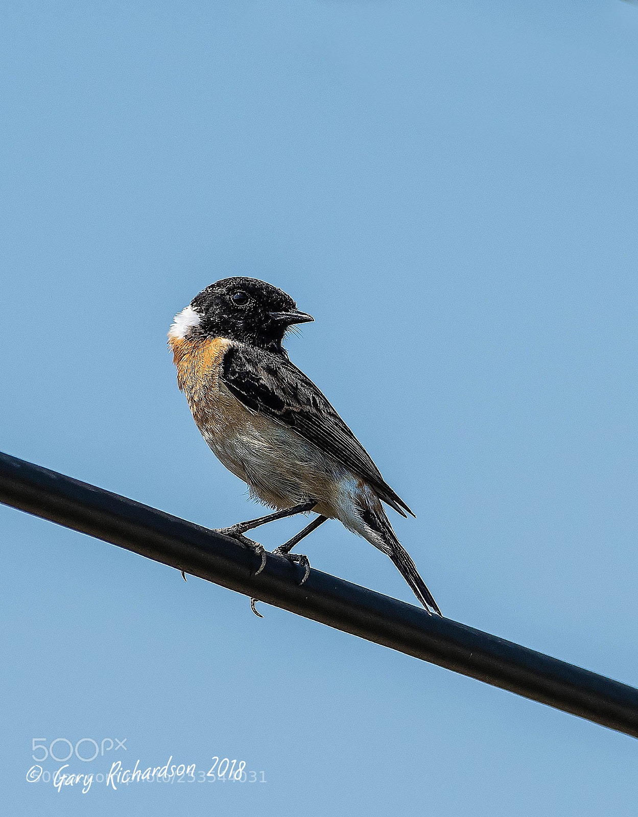 Nikon D500 sample photo. Siberian stonechat pak chong photography