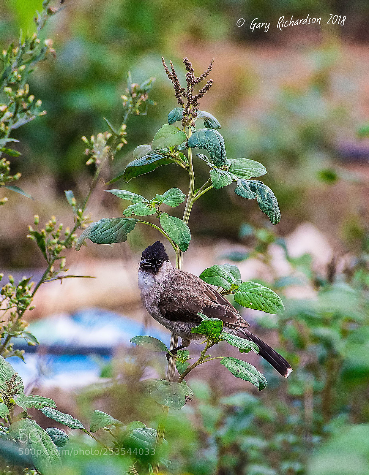 Nikon D500 sample photo. Sooty headed bulbul pak photography